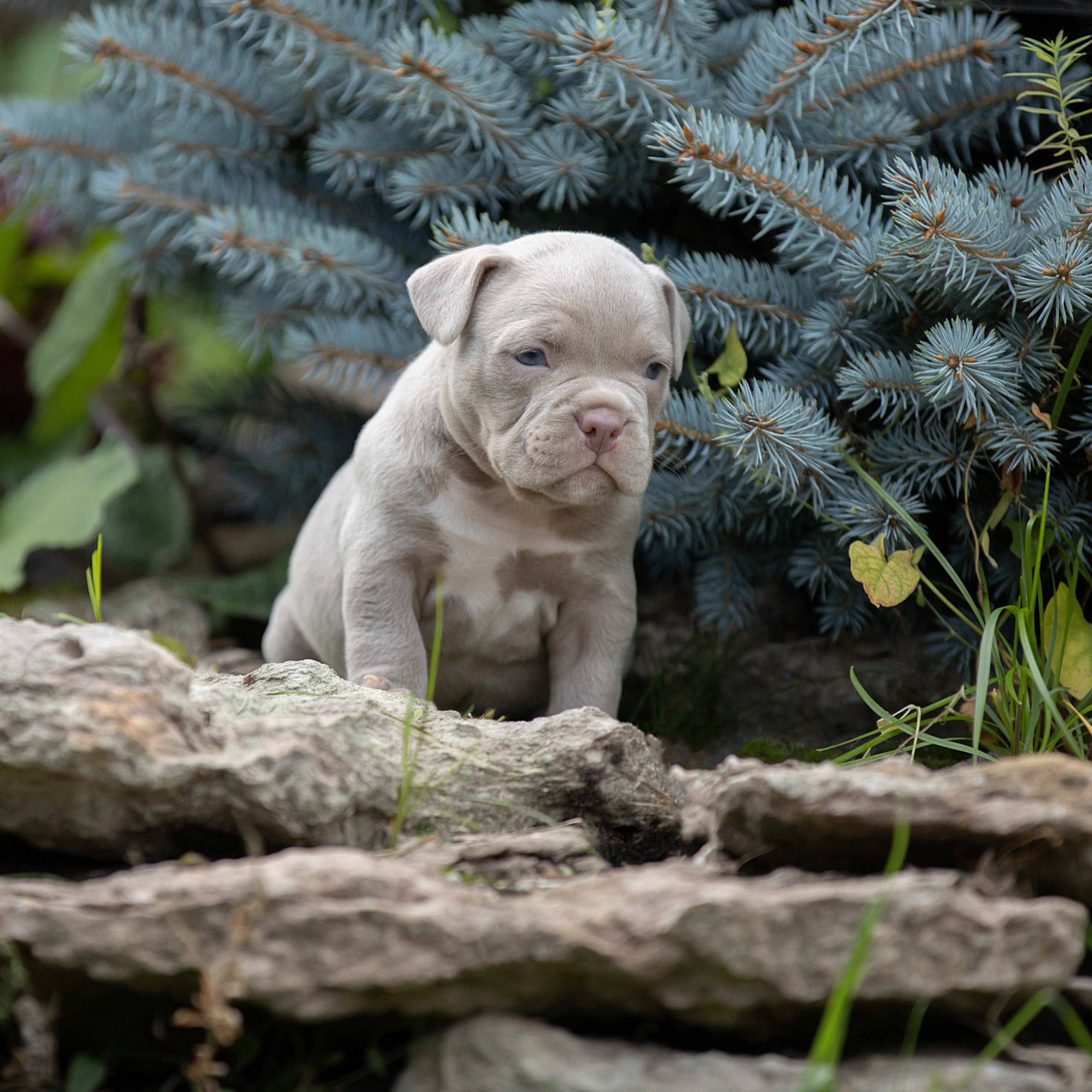 Отзывы. Фотограф анималист в Санкт-Петербурге Светлана Писарева