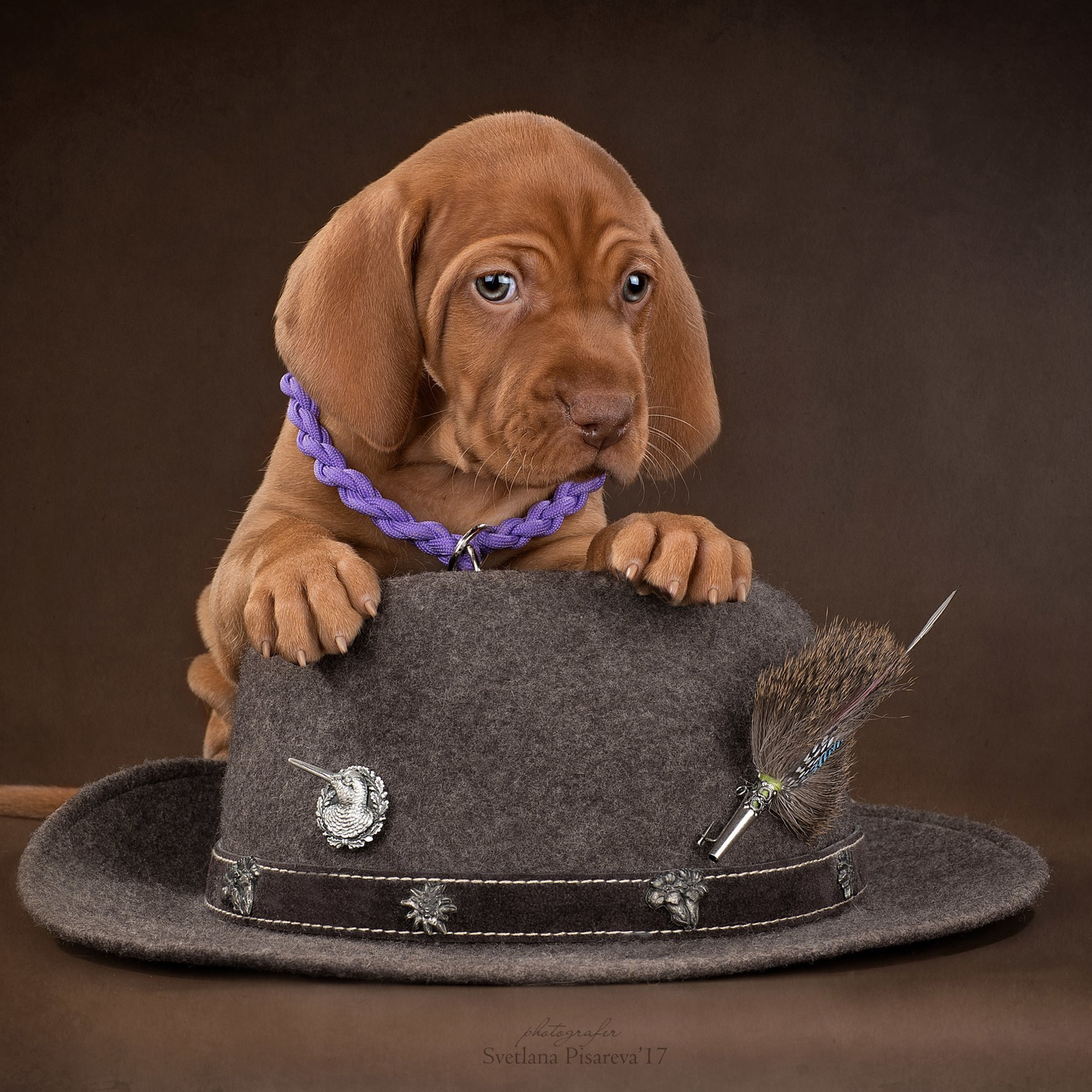 Отзывы. Фотограф анималист в Санкт-Петербурге Светлана Писарева