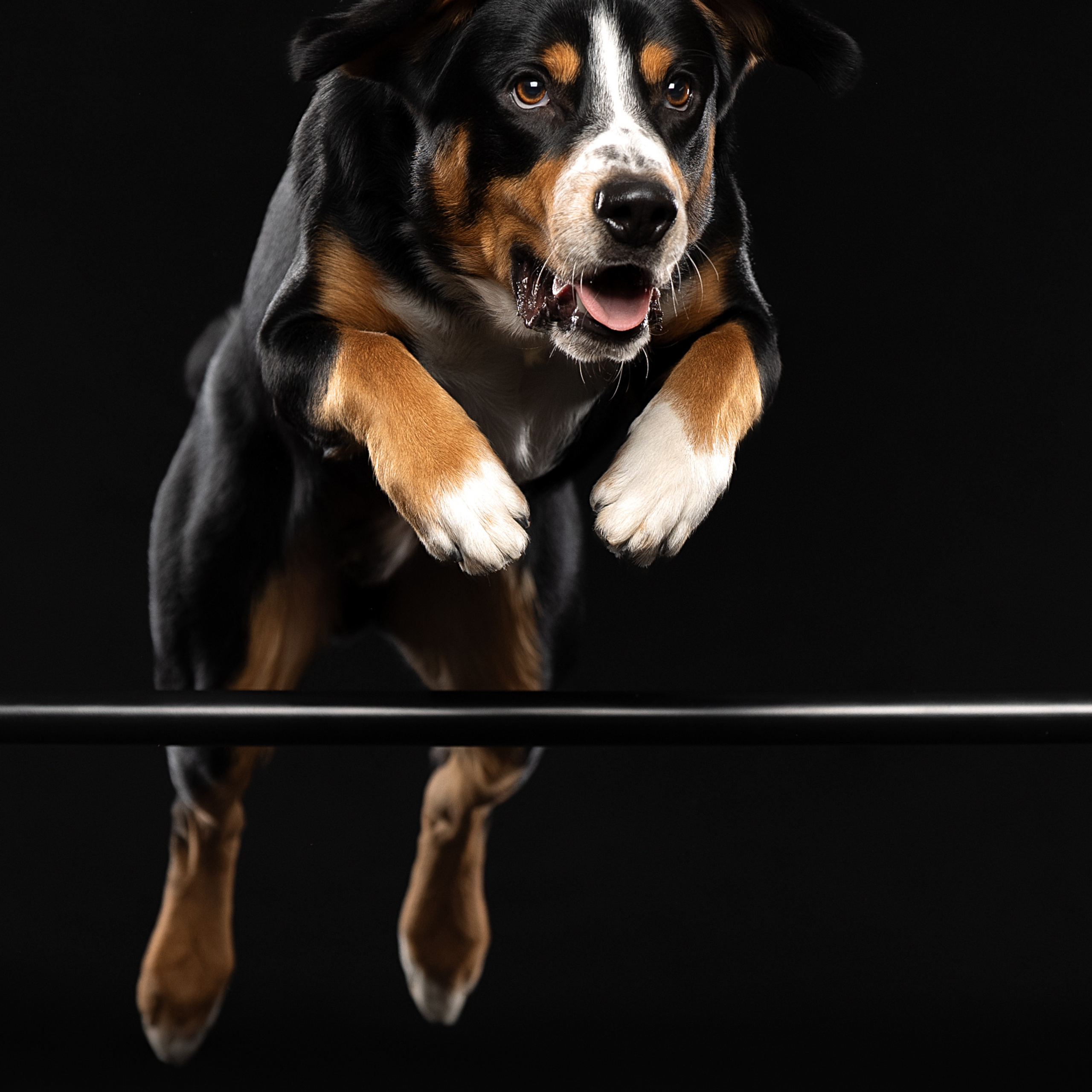 Отзывы. Фотограф анималист в Санкт-Петербурге Светлана Писарева