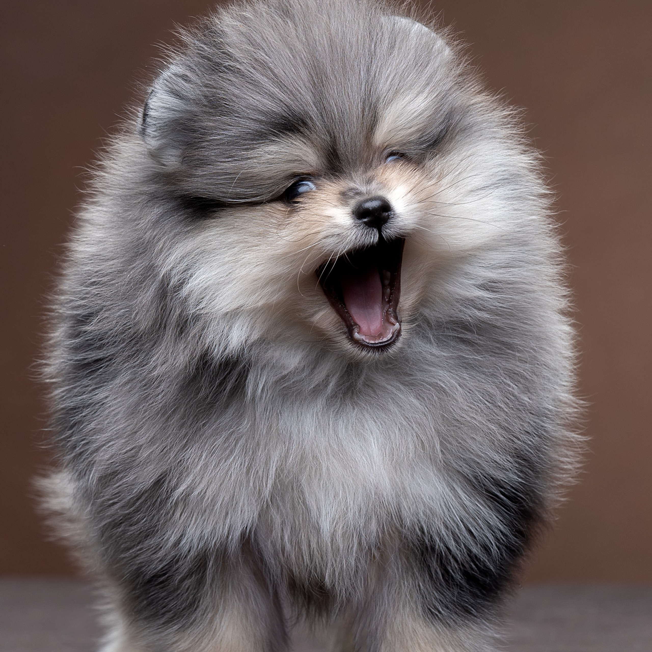 Отзывы. Фотограф анималист в Санкт-Петербурге Светлана Писарева