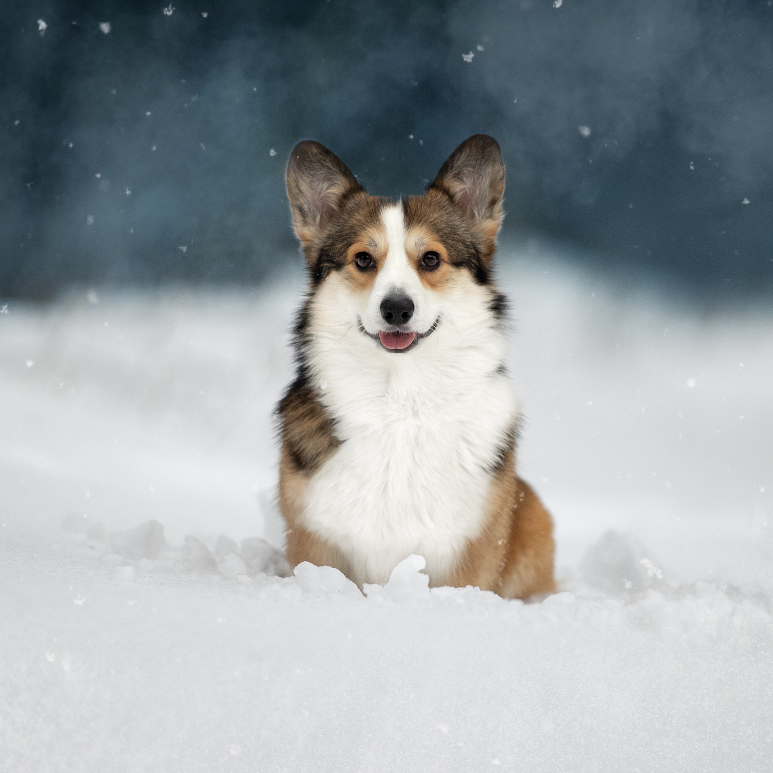 Отзывы. Фотограф анималист в Санкт-Петербурге Светлана Писарева