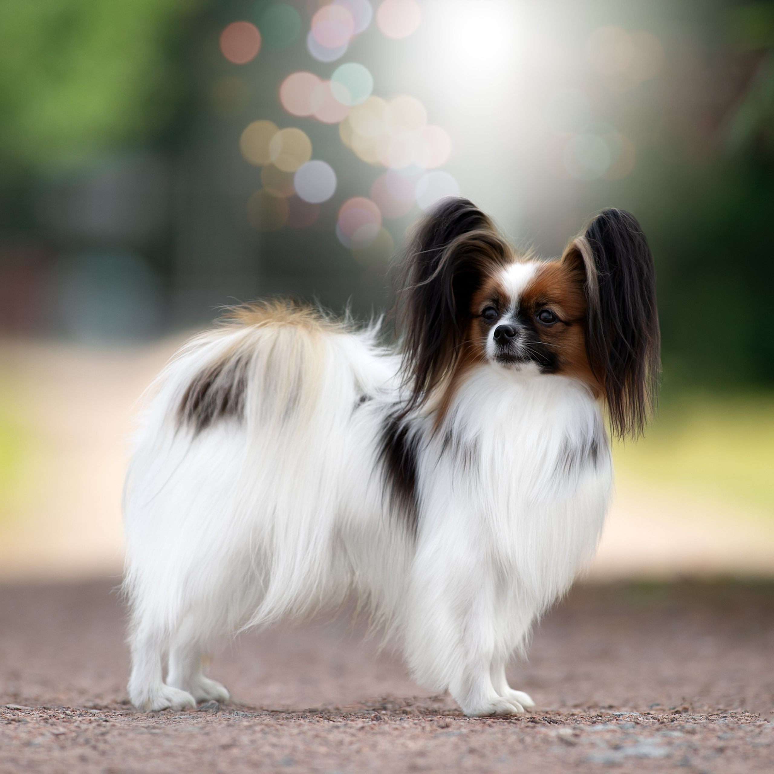 Отзывы. Фотограф анималист в Санкт-Петербурге Светлана Писарева