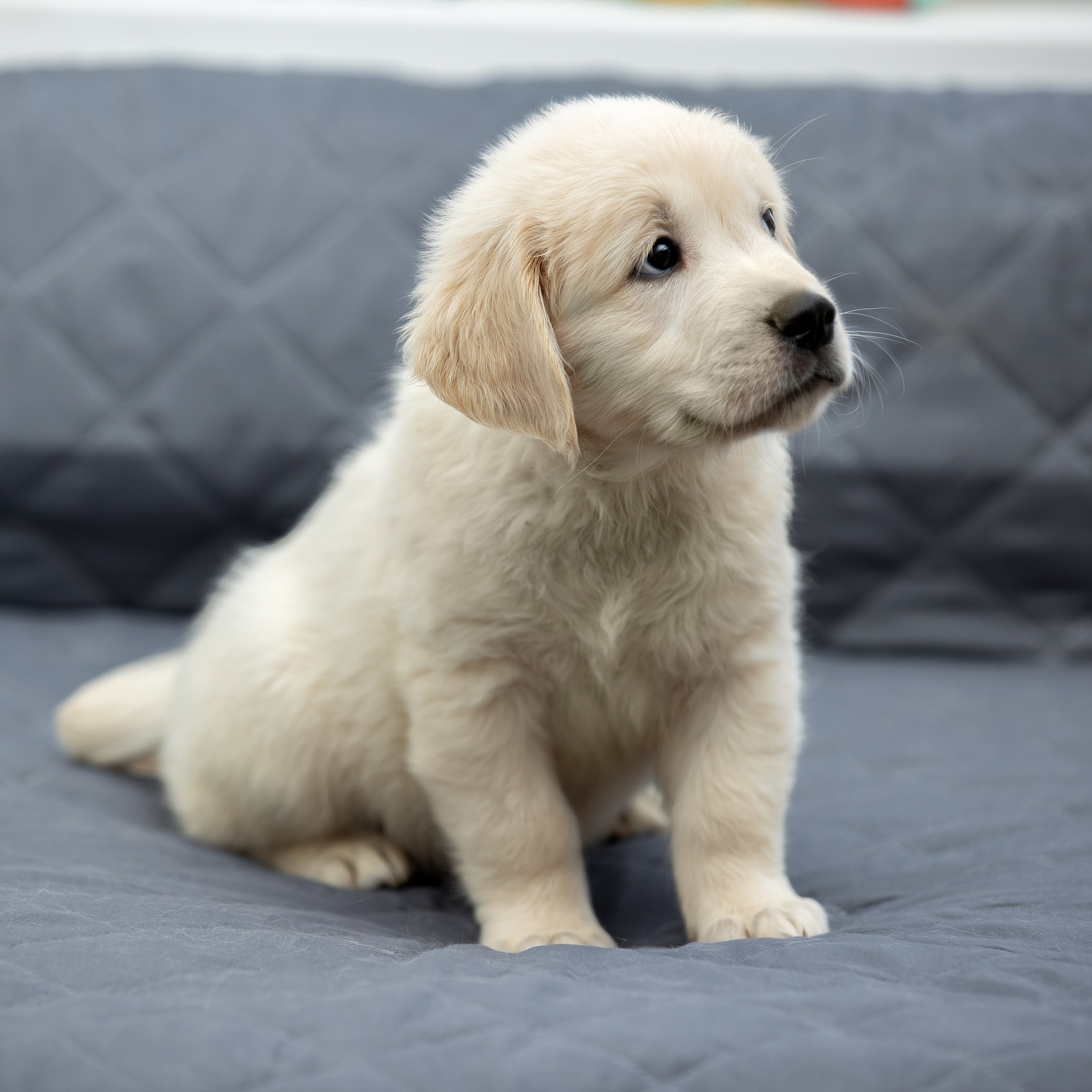 Отзывы. Фотограф анималист в Санкт-Петербурге Светлана Писарева