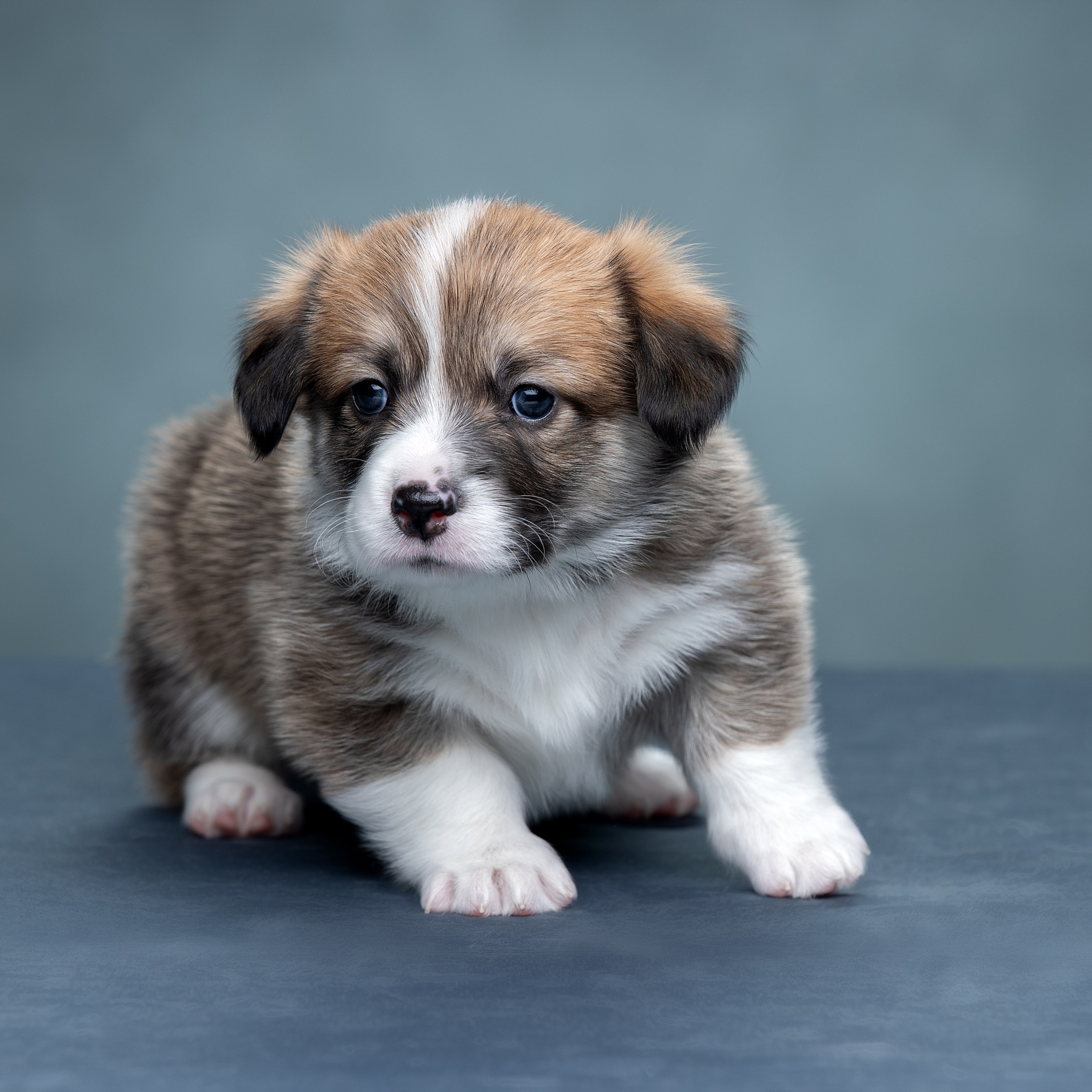 Отзывы. Фотограф анималист в Санкт-Петербурге Светлана Писарева