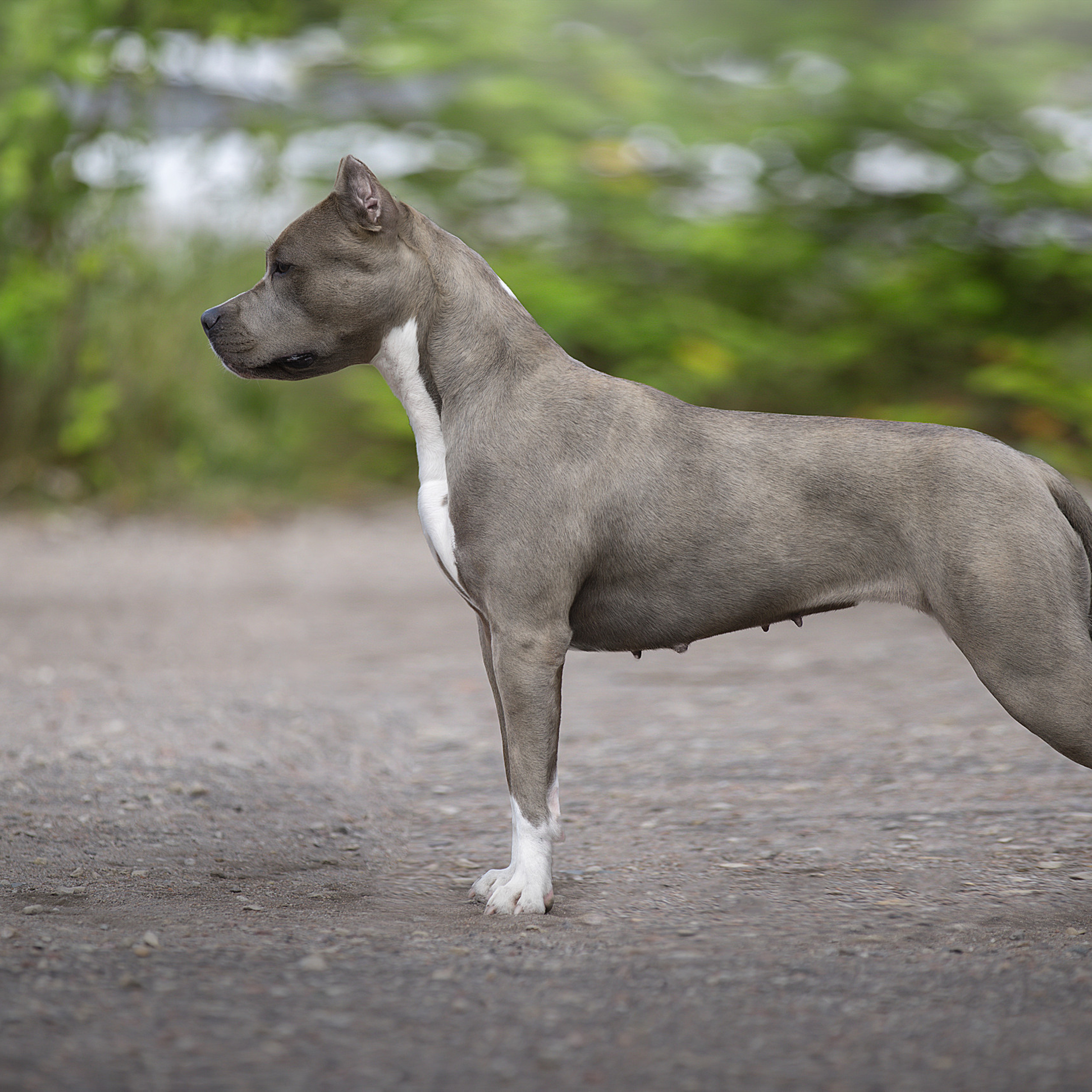 Отзывы. Фотограф анималист в Санкт-Петербурге Светлана Писарева