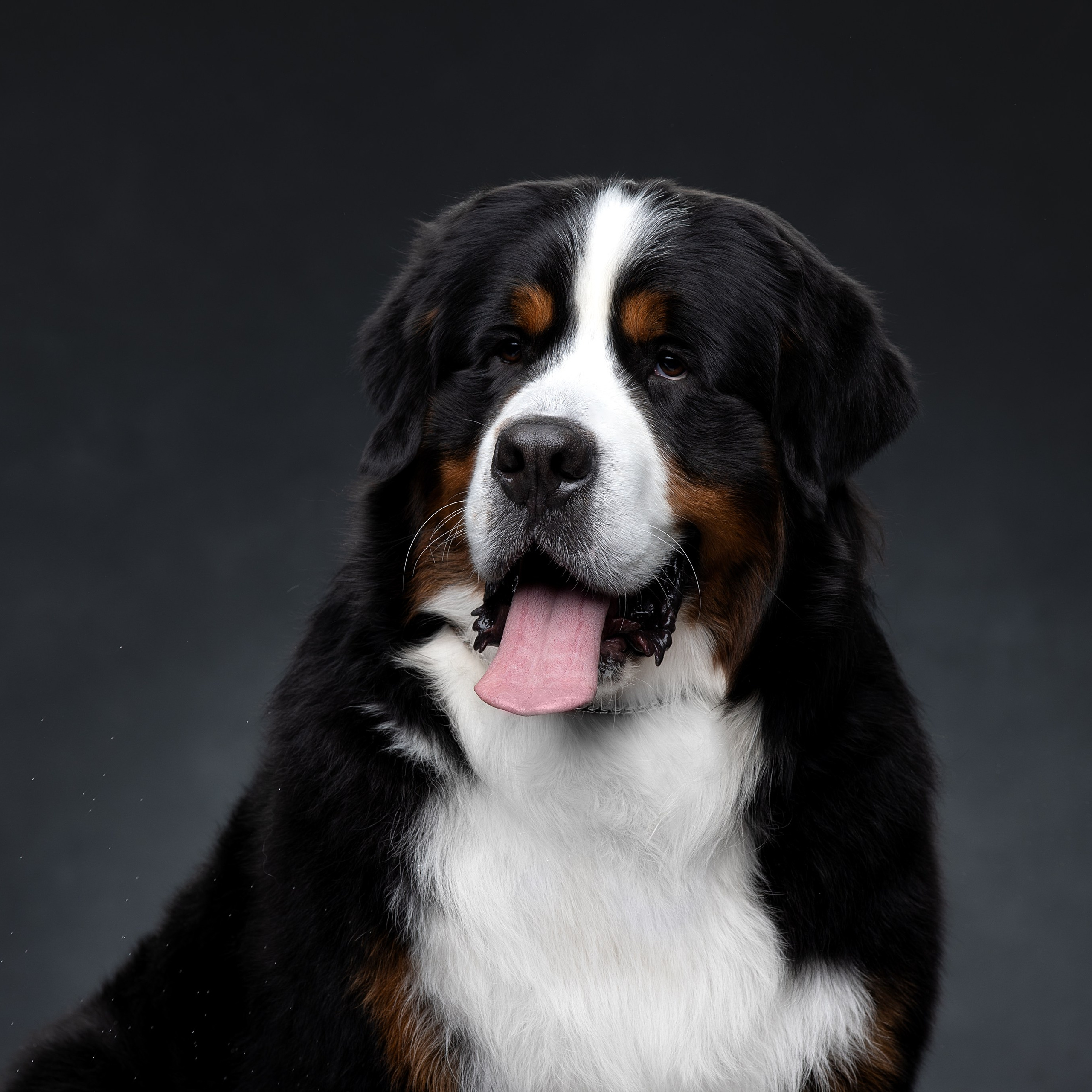 Отзывы. Фотограф анималист в Санкт-Петербурге Светлана Писарева