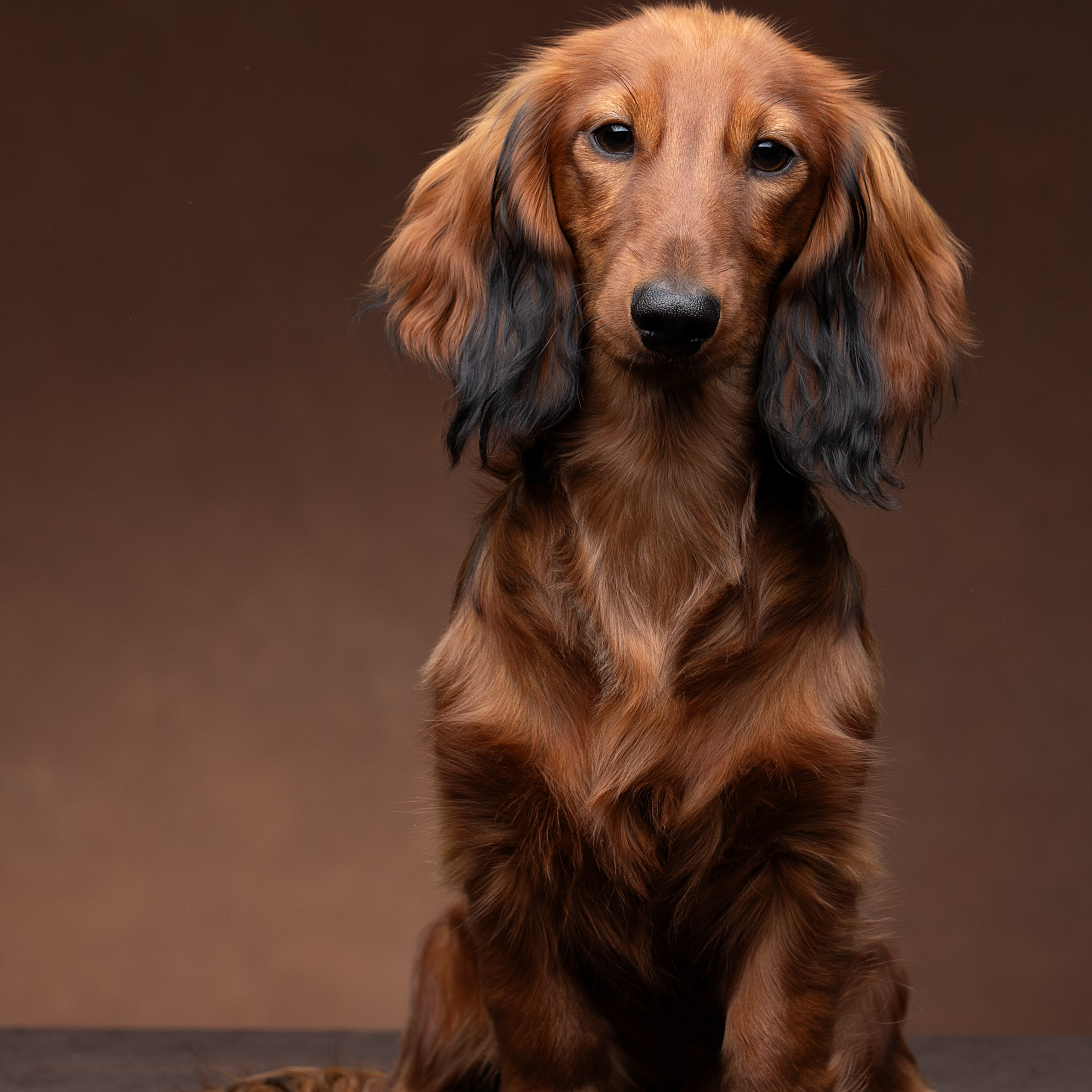 Отзывы. Фотограф анималист в Санкт-Петербурге Светлана Писарева