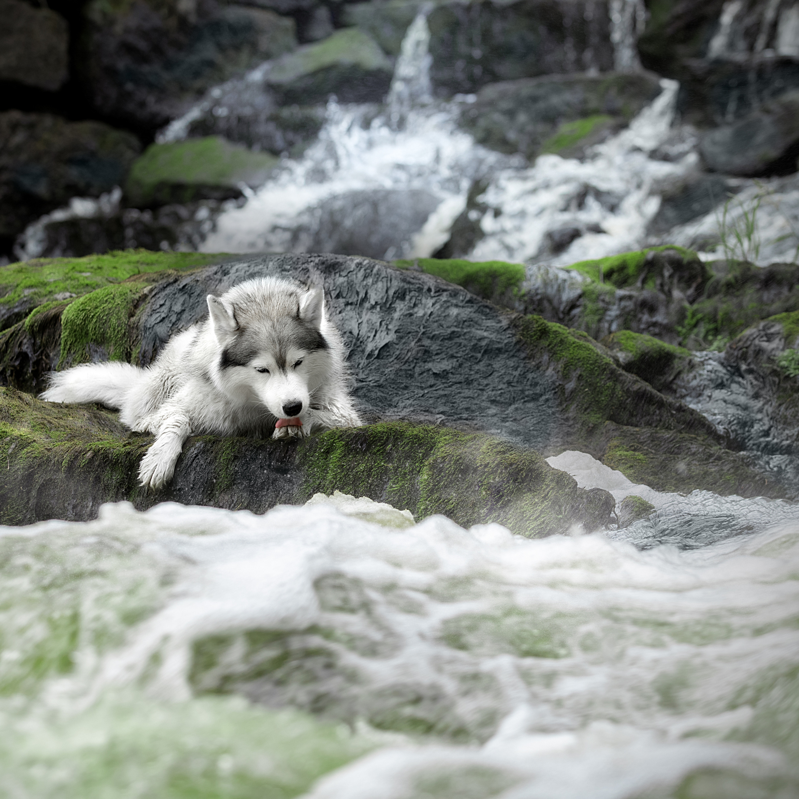 Мастер Класс в Выборге 07.07.19. Фотограф анималист в Санкт-Петербурге Светлана Писарева
