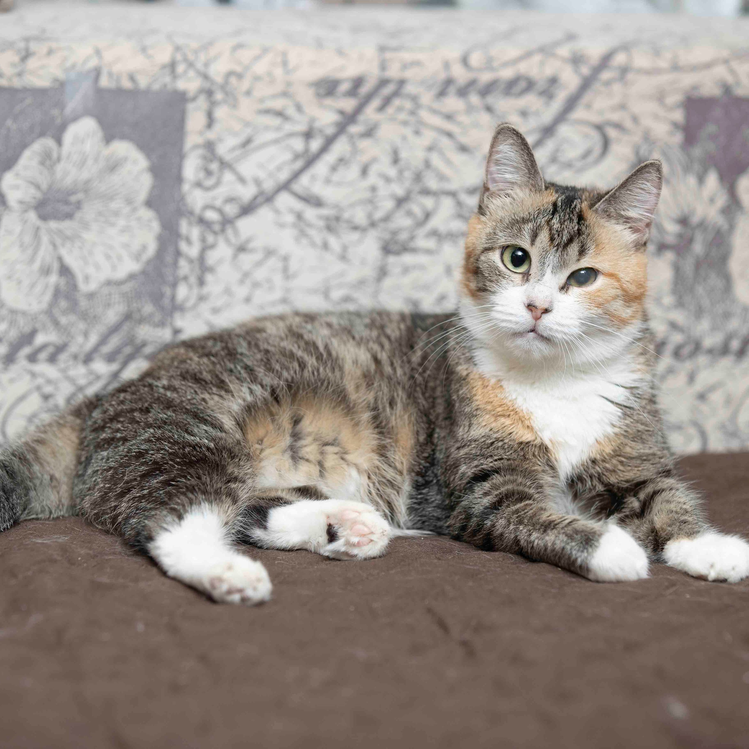 Отзывы. Фотограф анималист в Санкт-Петербурге Светлана Писарева