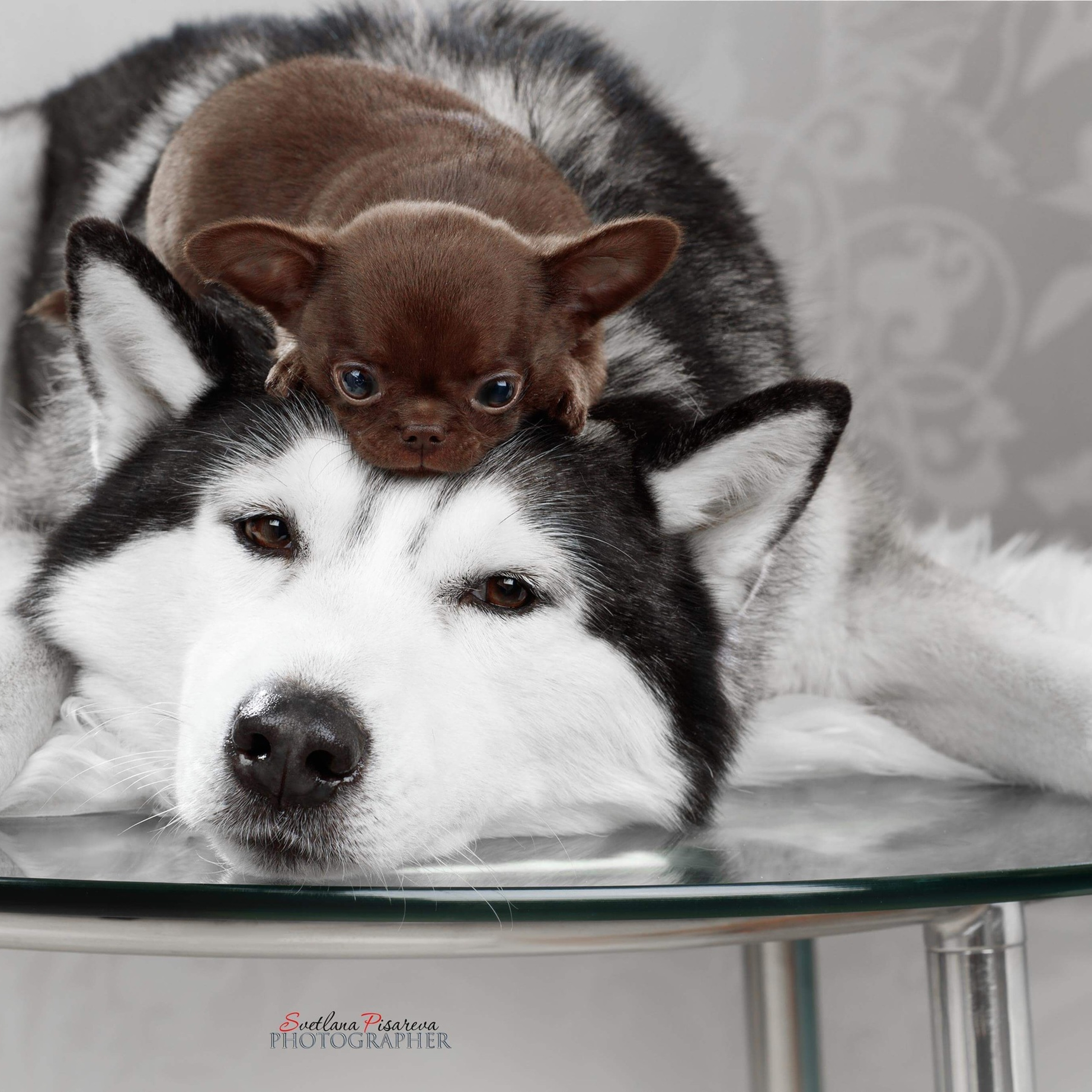 Отзывы. Фотограф анималист в Санкт-Петербурге Светлана Писарева