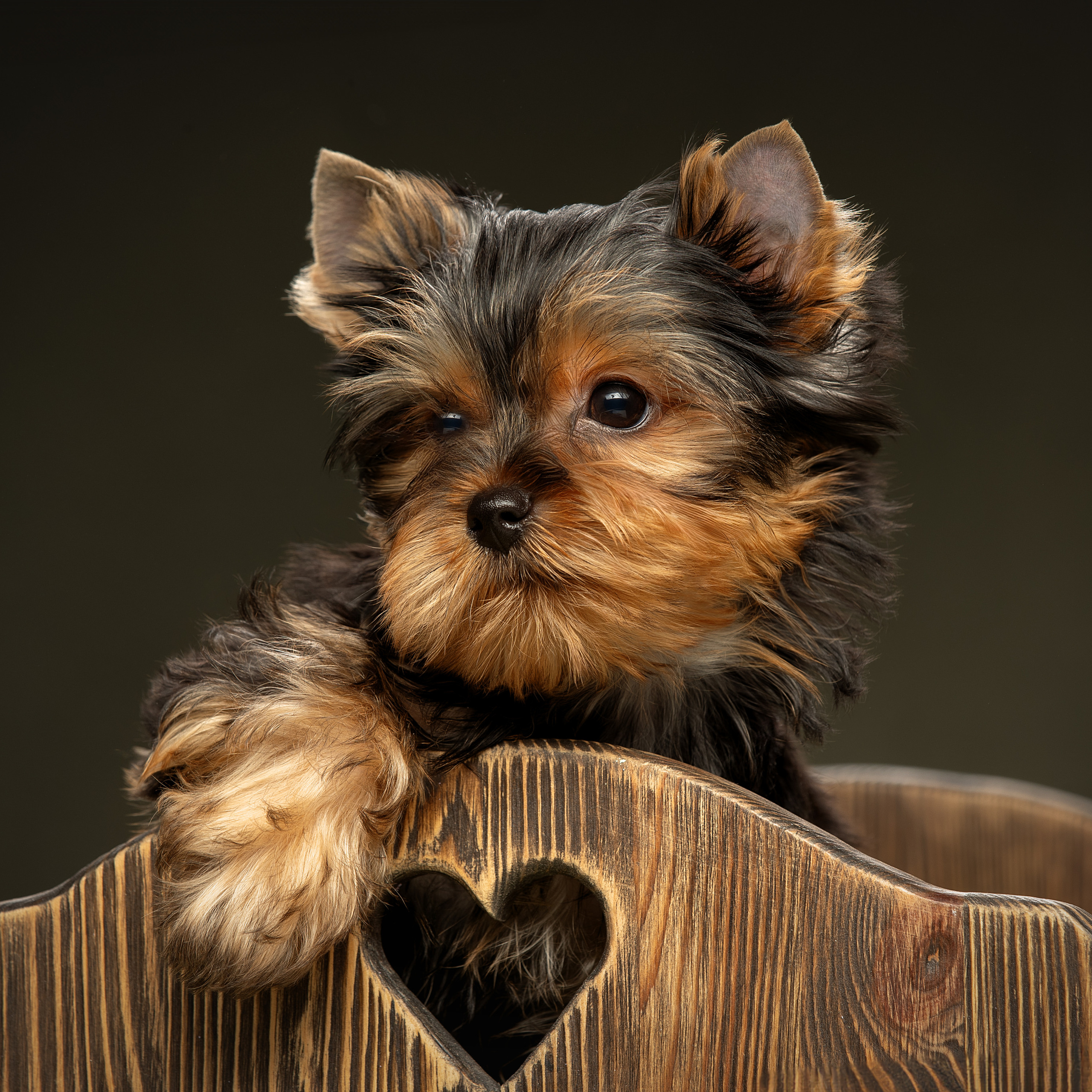 Отзывы. Фотограф анималист в Санкт-Петербурге Светлана Писарева