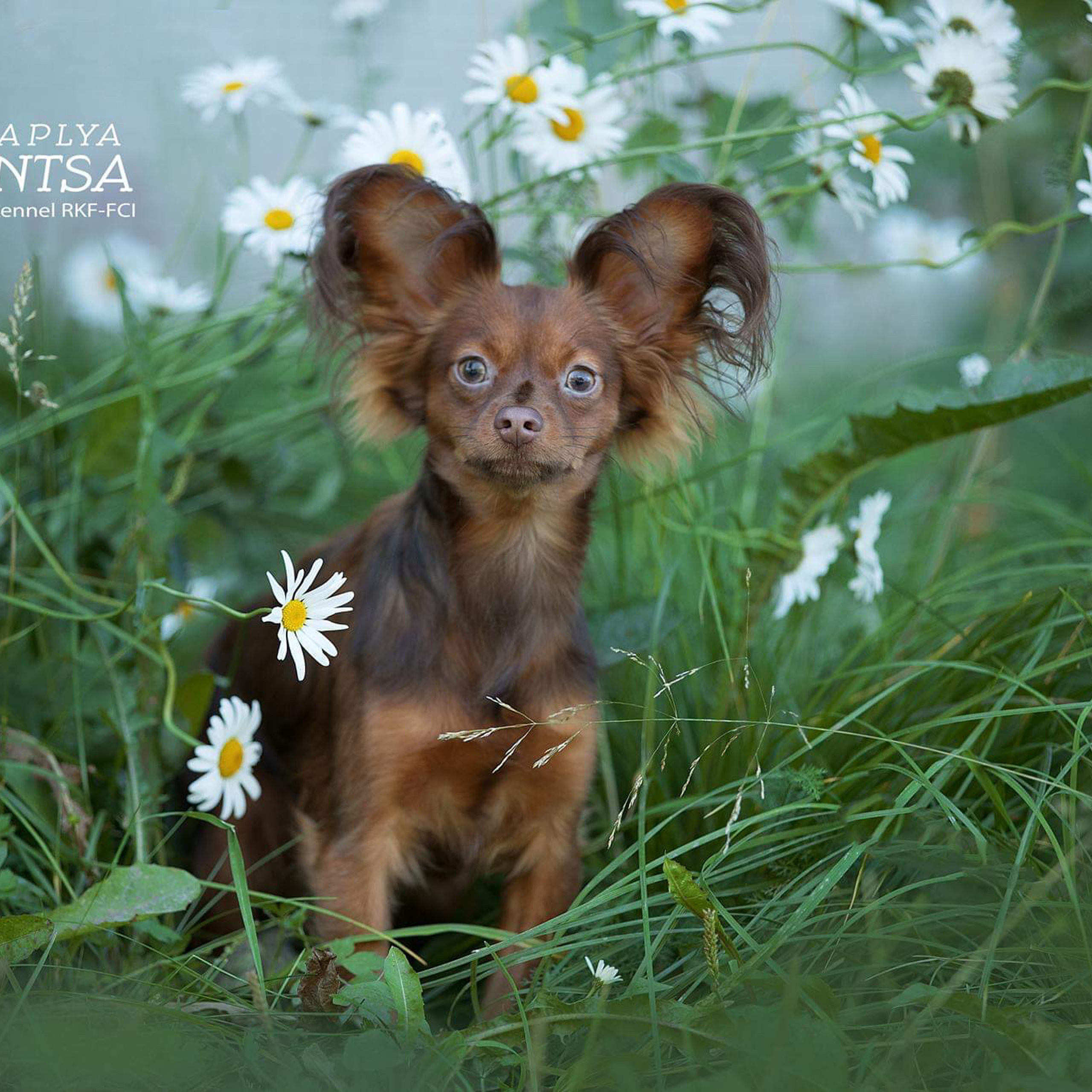 Отзывы. Фотограф анималист в Санкт-Петербурге Светлана Писарева