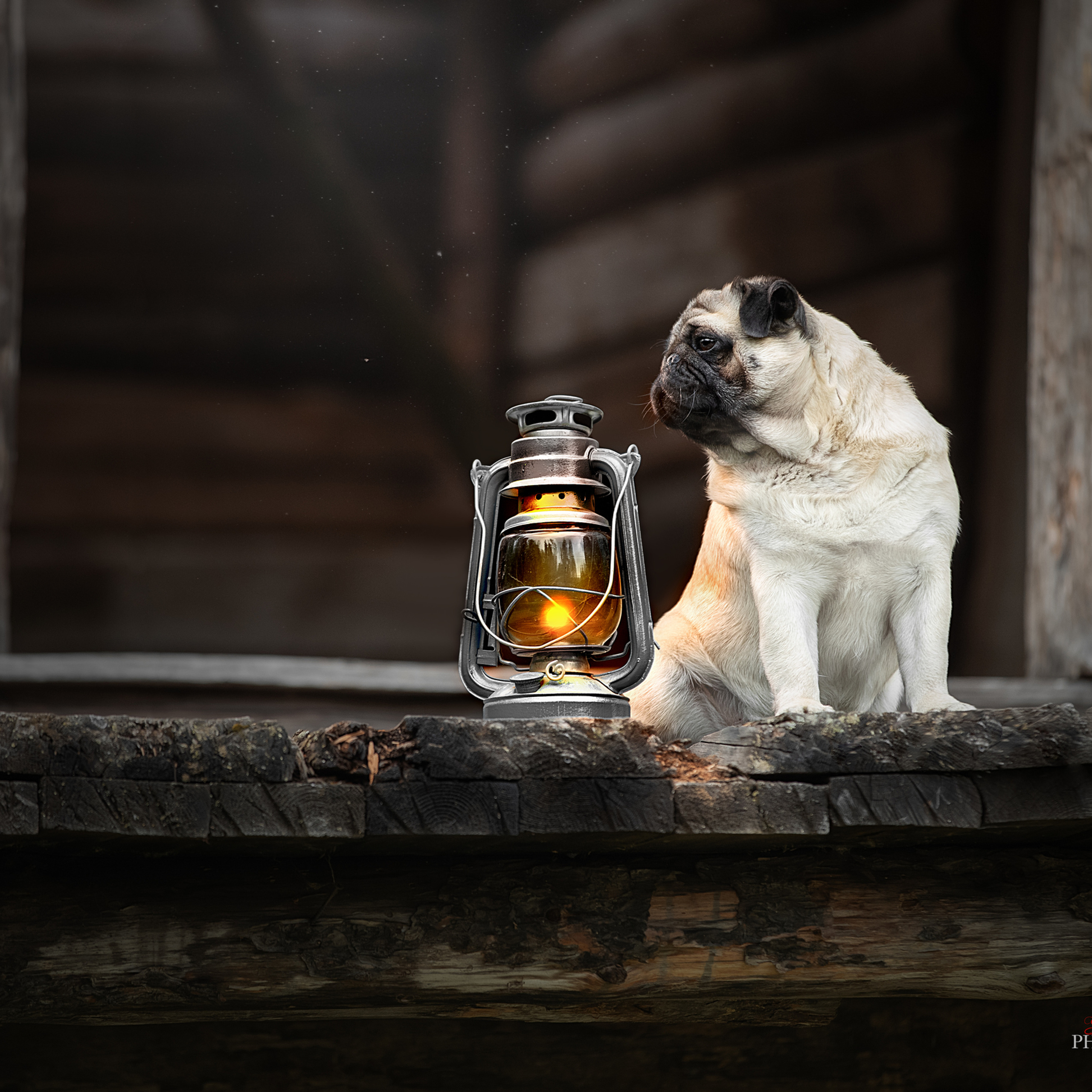 Мастер Класс в Выборге 07.07.19. Фотограф анималист в Санкт-Петербурге Светлана Писарева