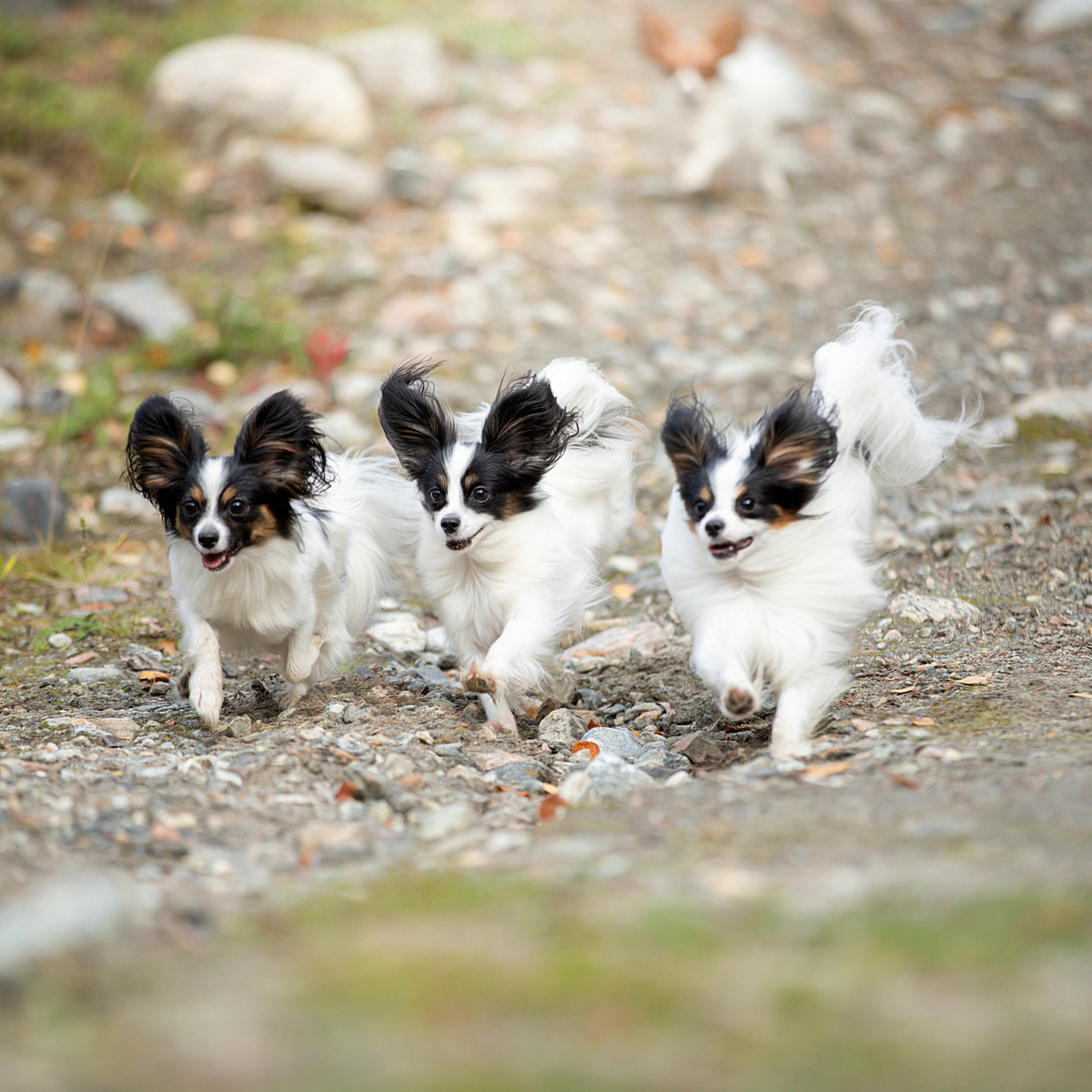 Отзывы. Фотограф анималист в Санкт-Петербурге Светлана Писарева