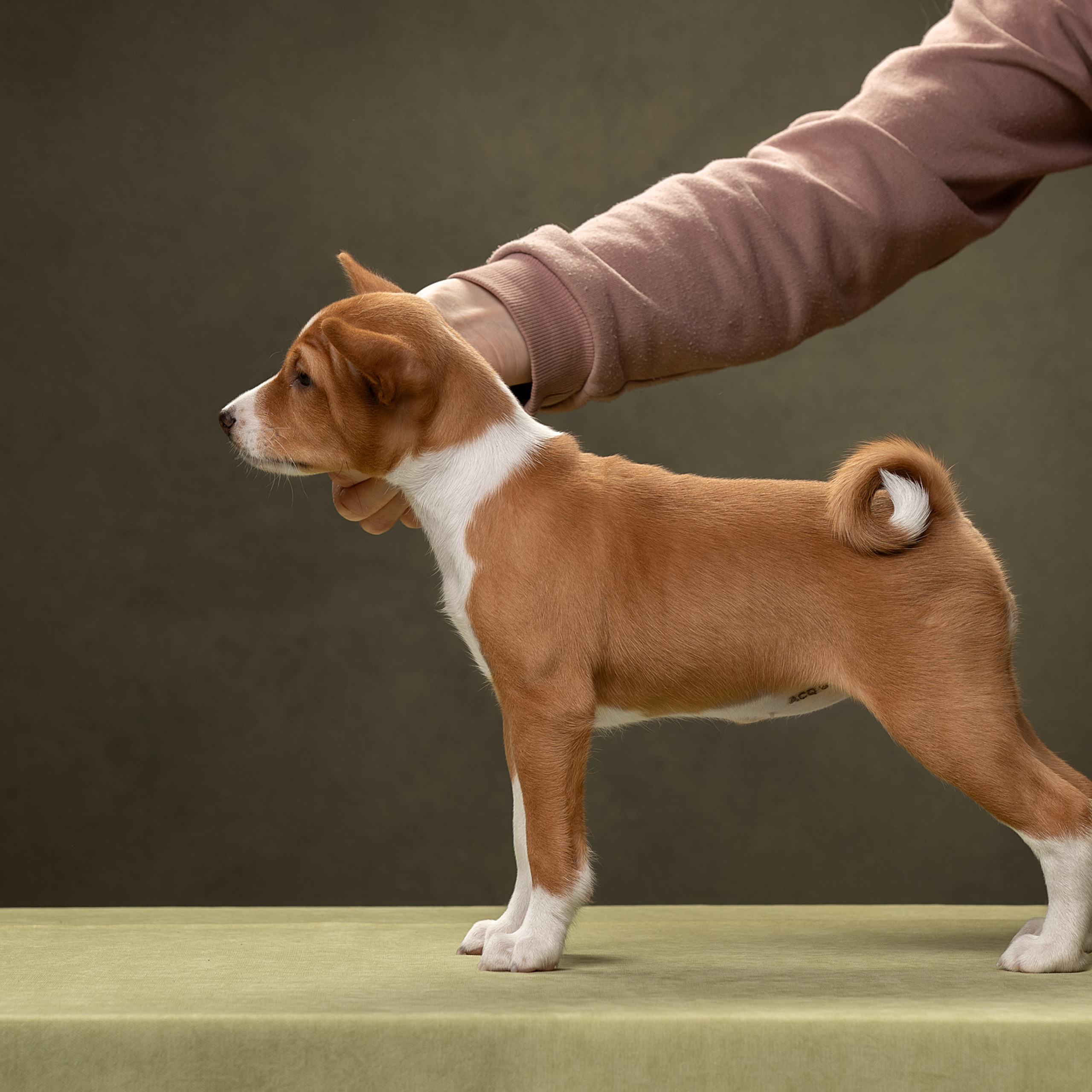 Отзывы. Фотограф анималист в Санкт-Петербурге Светлана Писарева