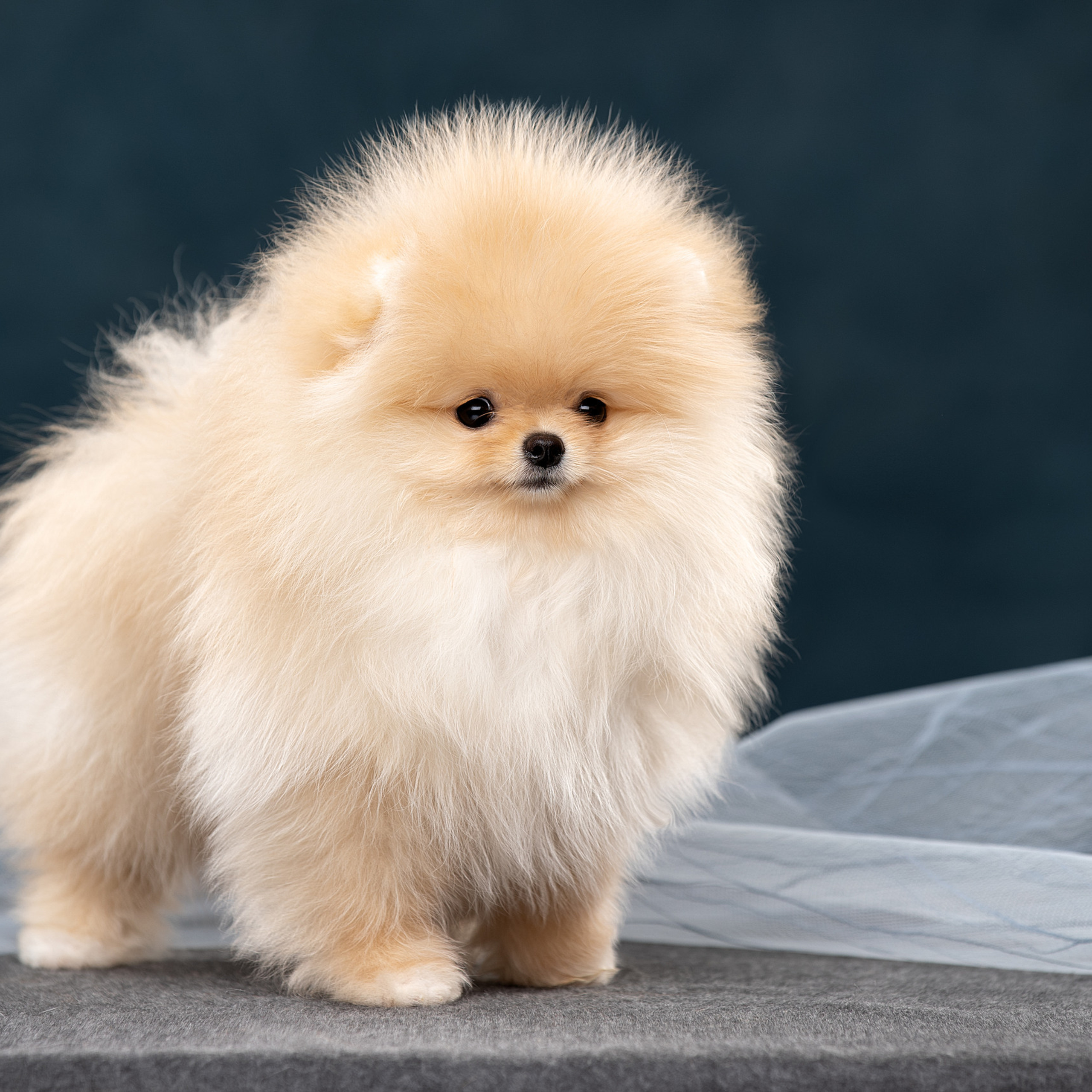 Отзывы. Фотограф анималист в Санкт-Петербурге Светлана Писарева