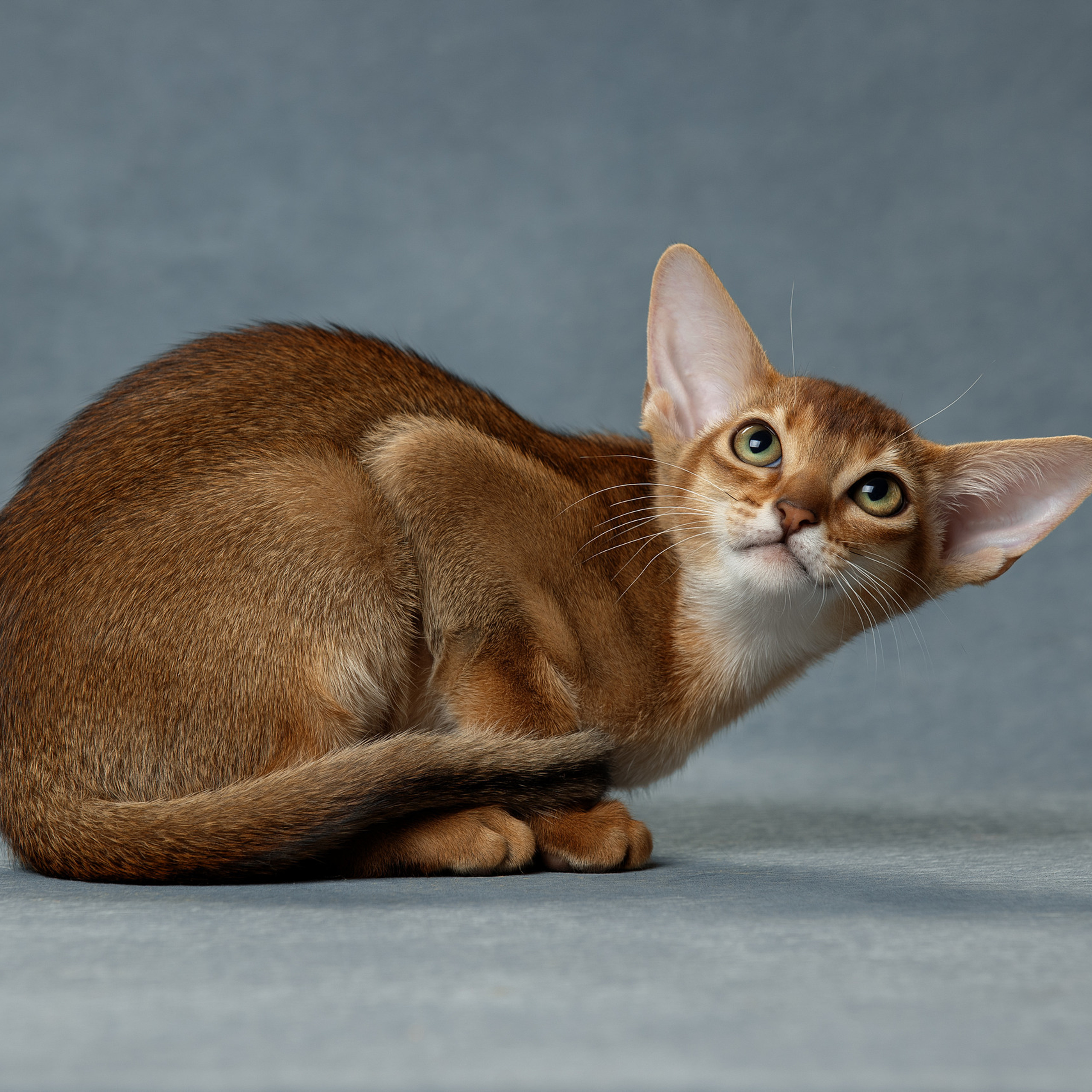 Отзывы. Фотограф анималист в Санкт-Петербурге Светлана Писарева
