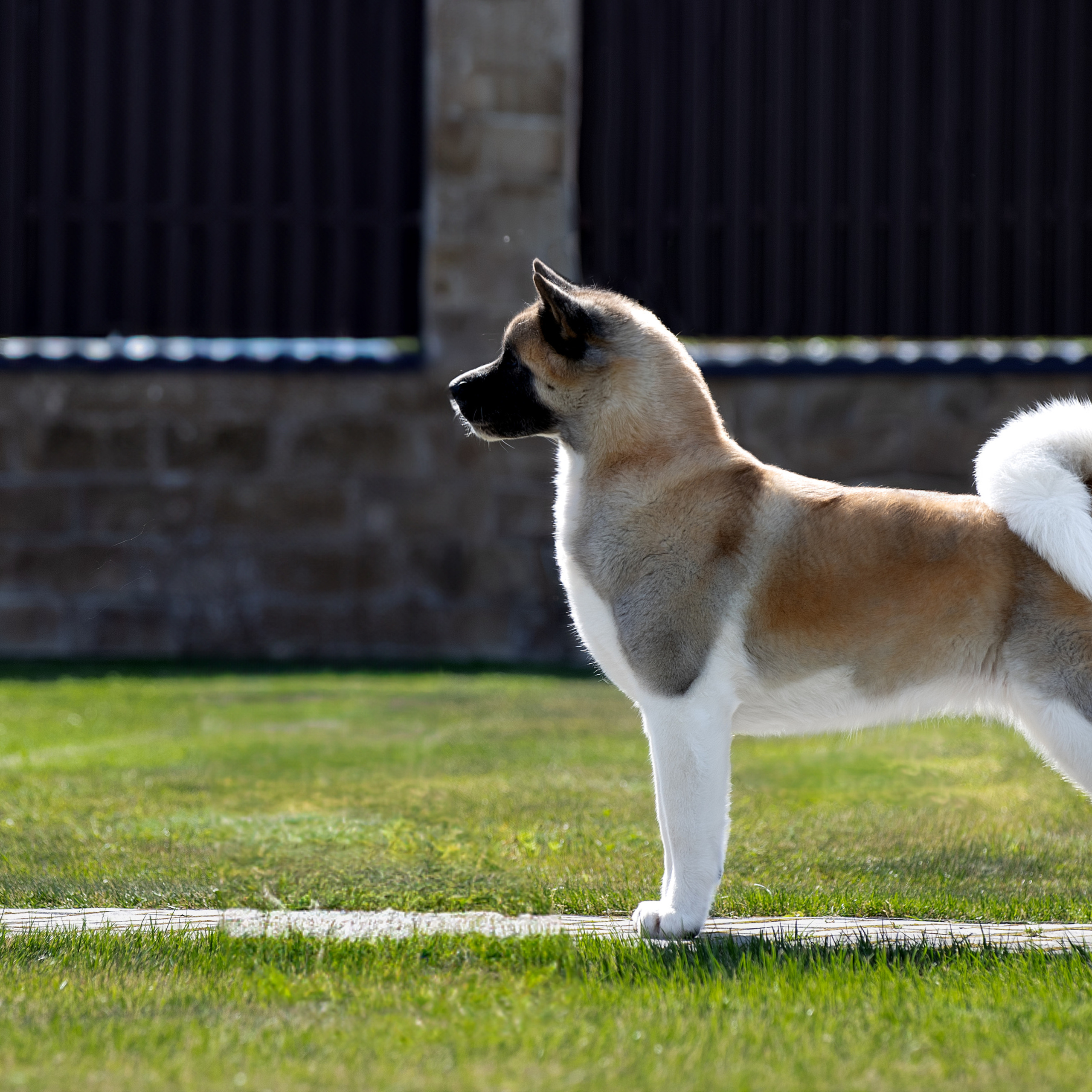 Отзывы. Фотограф анималист в Санкт-Петербурге Светлана Писарева