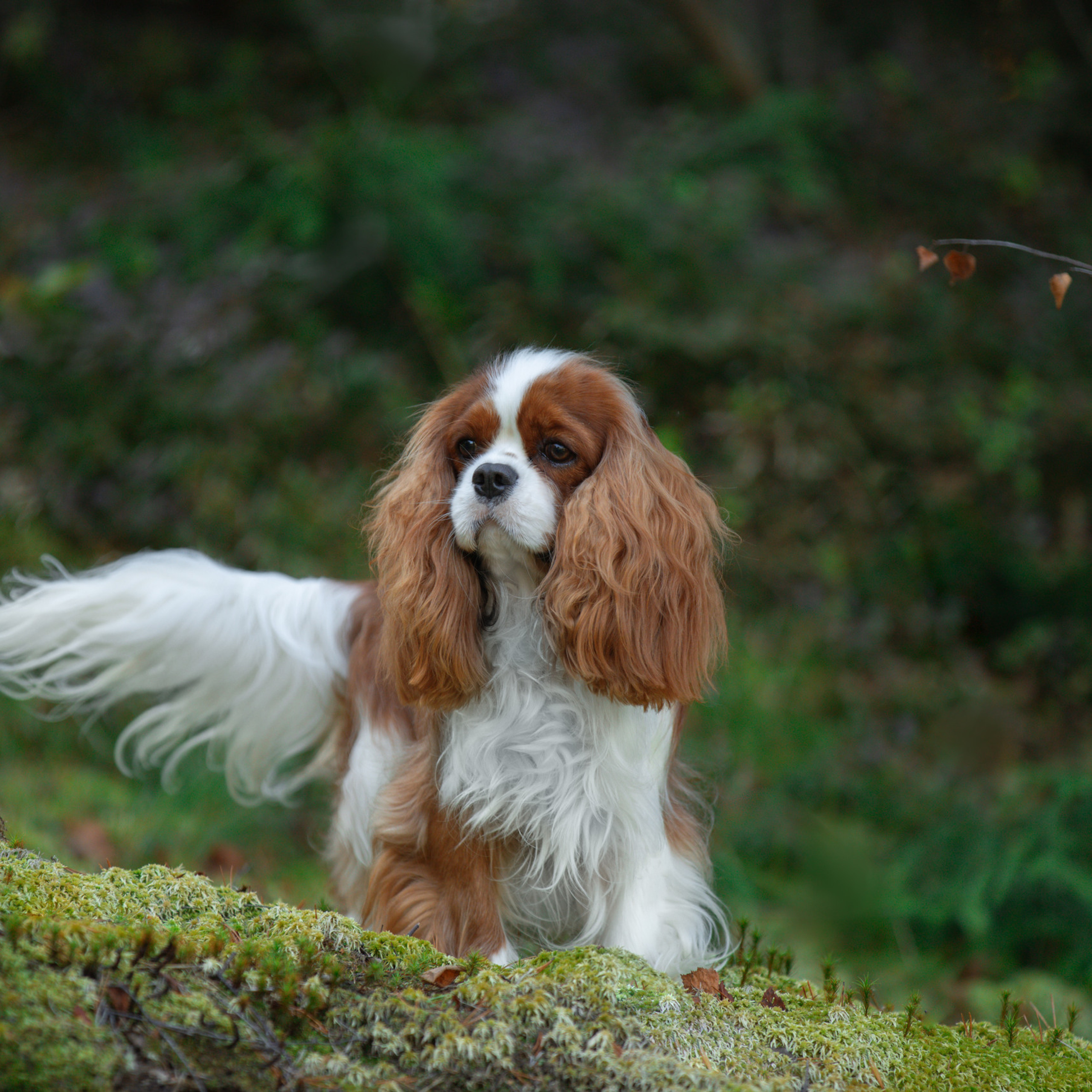 Отзывы. Фотограф анималист в Санкт-Петербурге Светлана Писарева