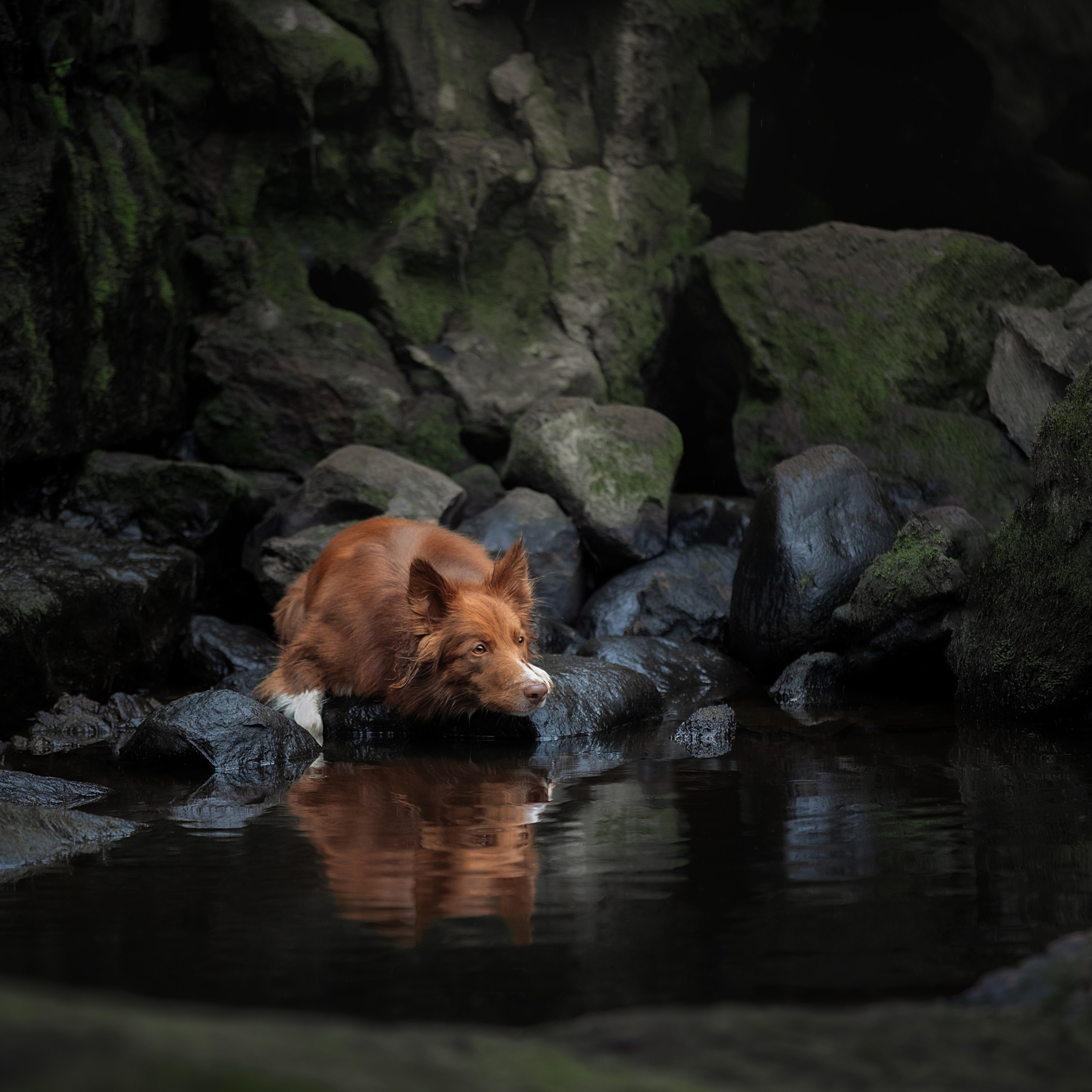 Мастер Класс в Выборге 07.07.19. Фотограф анималист в Санкт-Петербурге Светлана Писарева