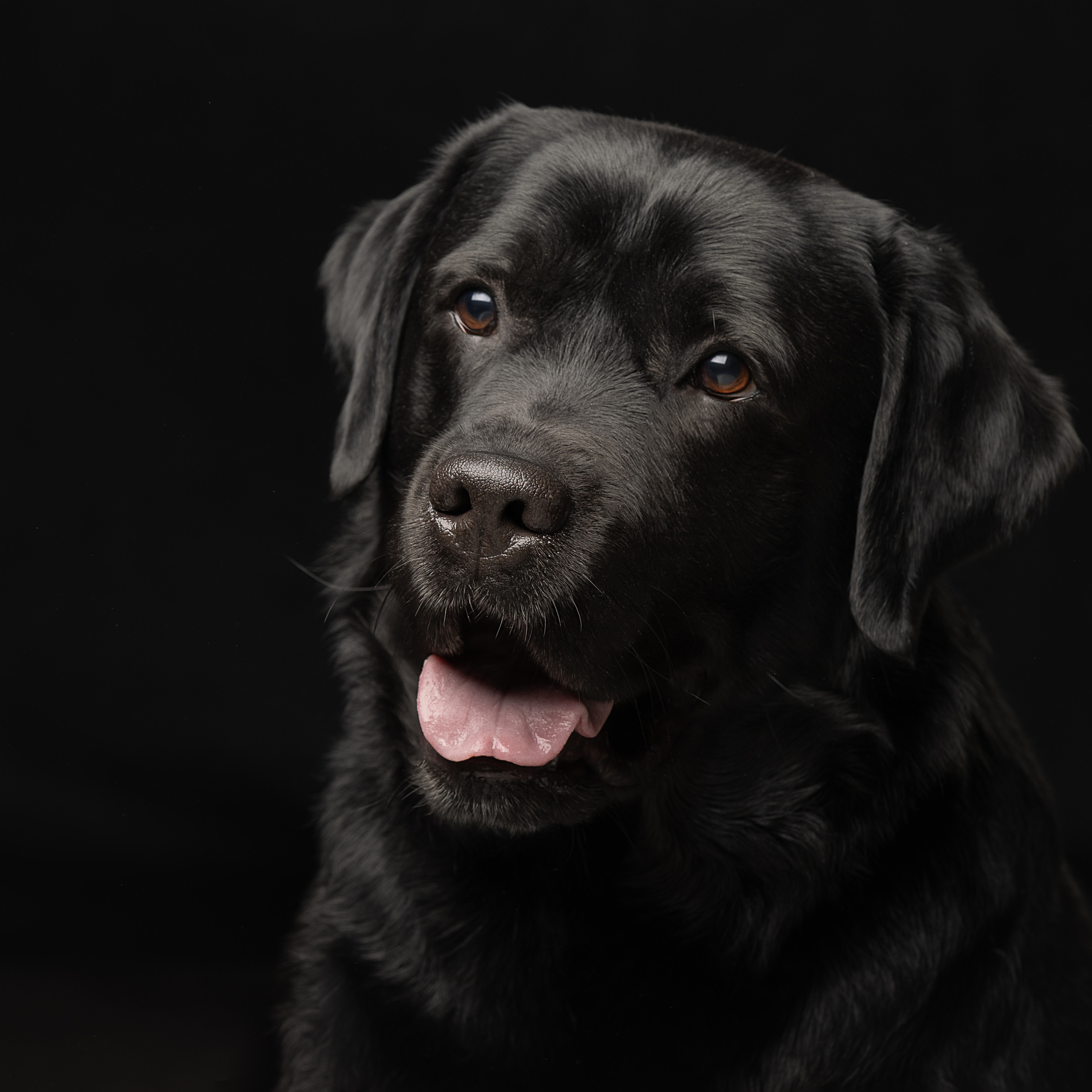 Отзывы. Фотограф анималист в Санкт-Петербурге Светлана Писарева