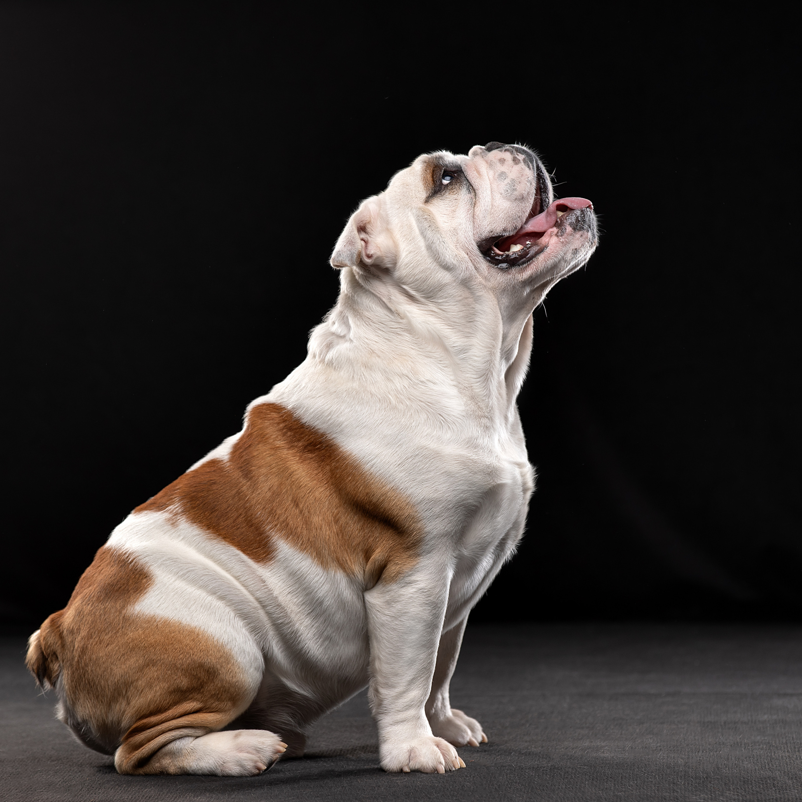 Отзывы. Фотограф анималист в Санкт-Петербурге Светлана Писарева