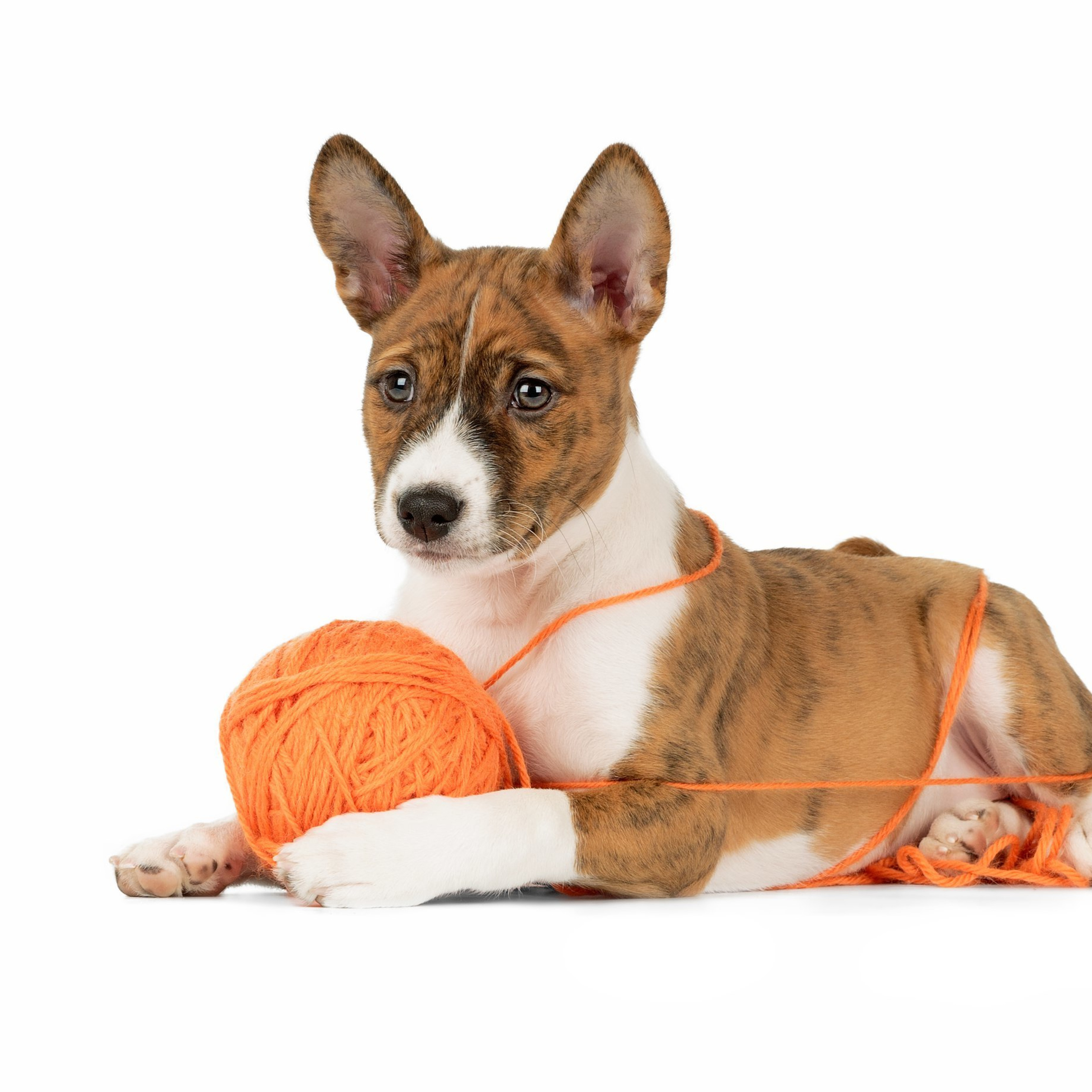 Отзывы. Фотограф анималист в Санкт-Петербурге Светлана Писарева