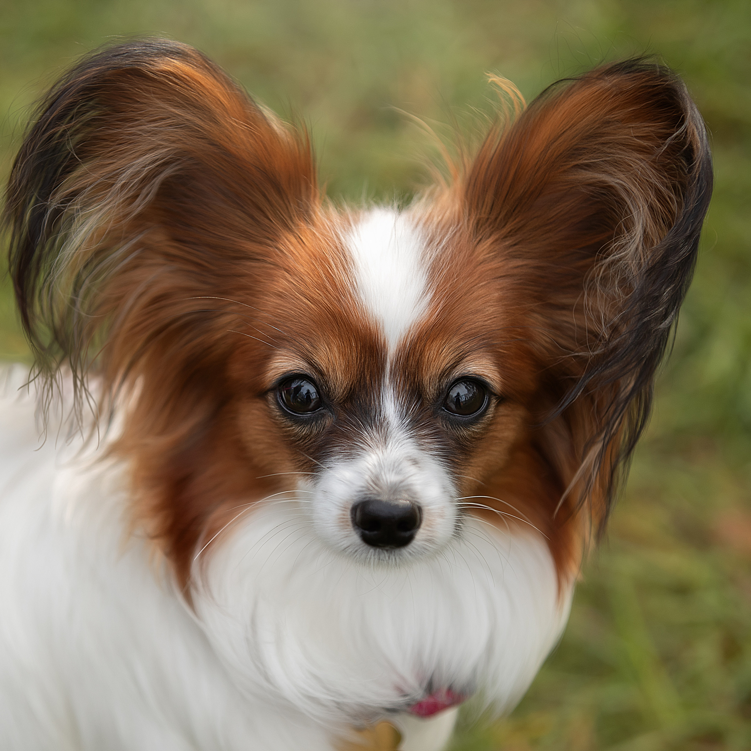 Отзывы. Фотограф анималист в Санкт-Петербурге Светлана Писарева