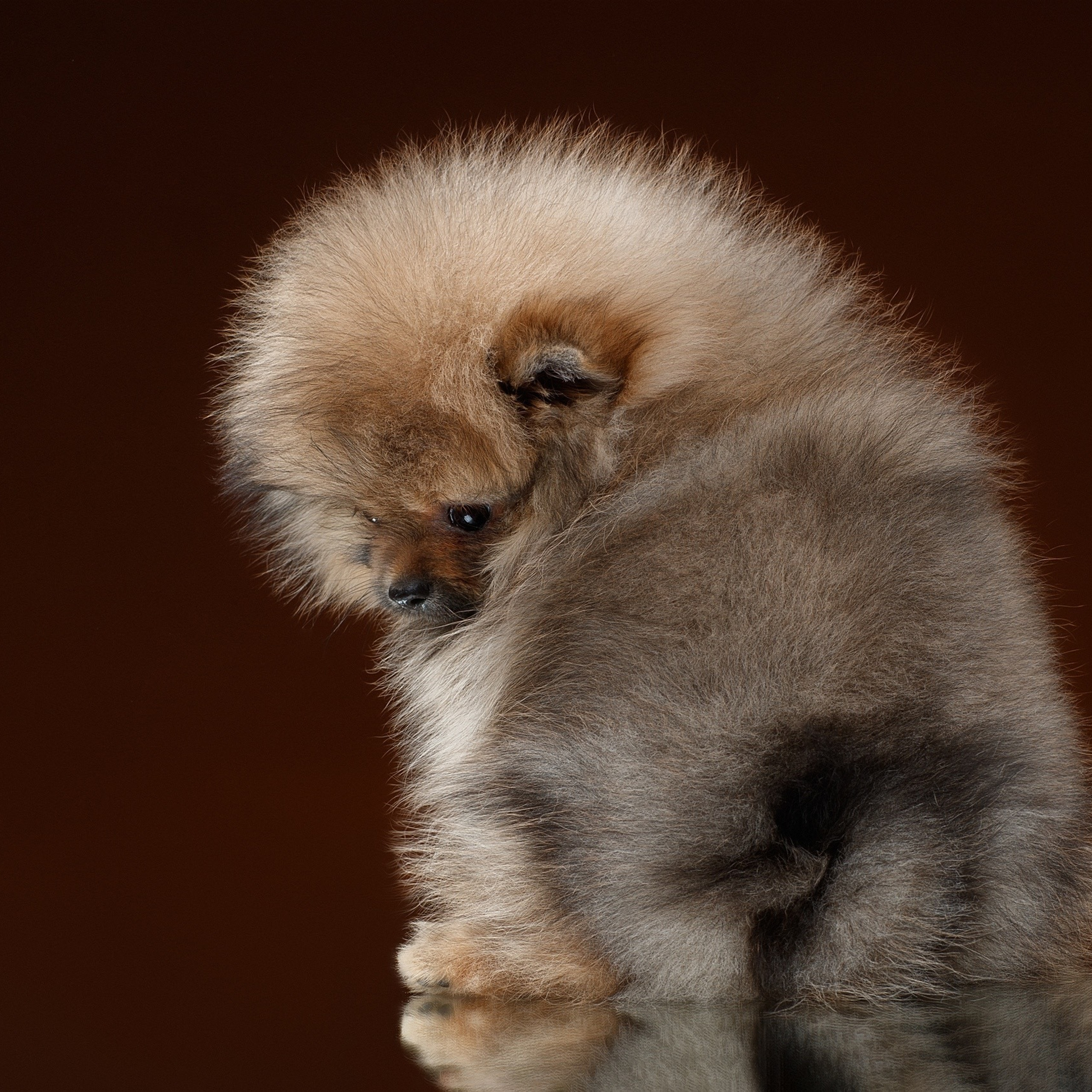 Отзывы. Фотограф анималист в Санкт-Петербурге Светлана Писарева