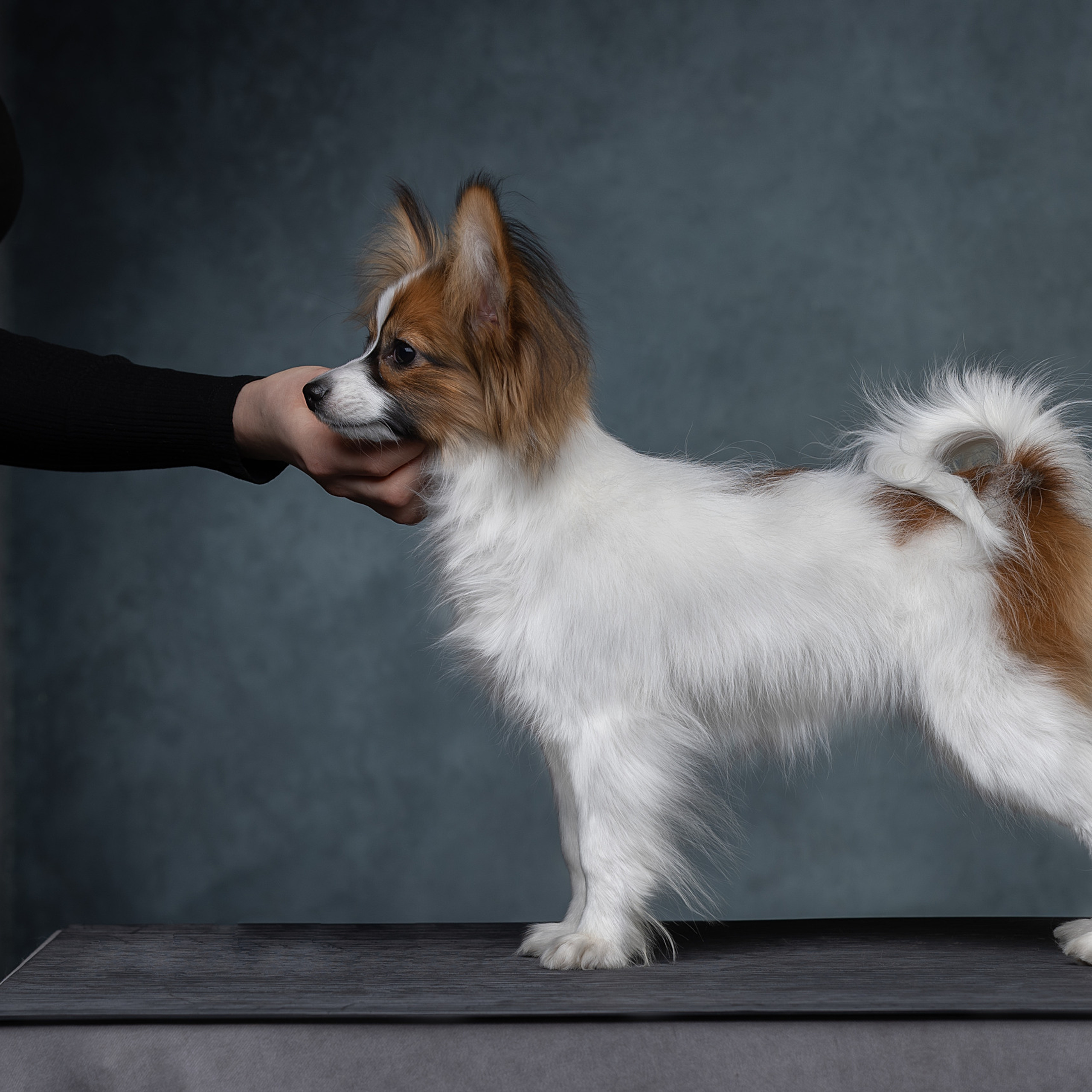 Отзывы. Фотограф анималист в Санкт-Петербурге Светлана Писарева
