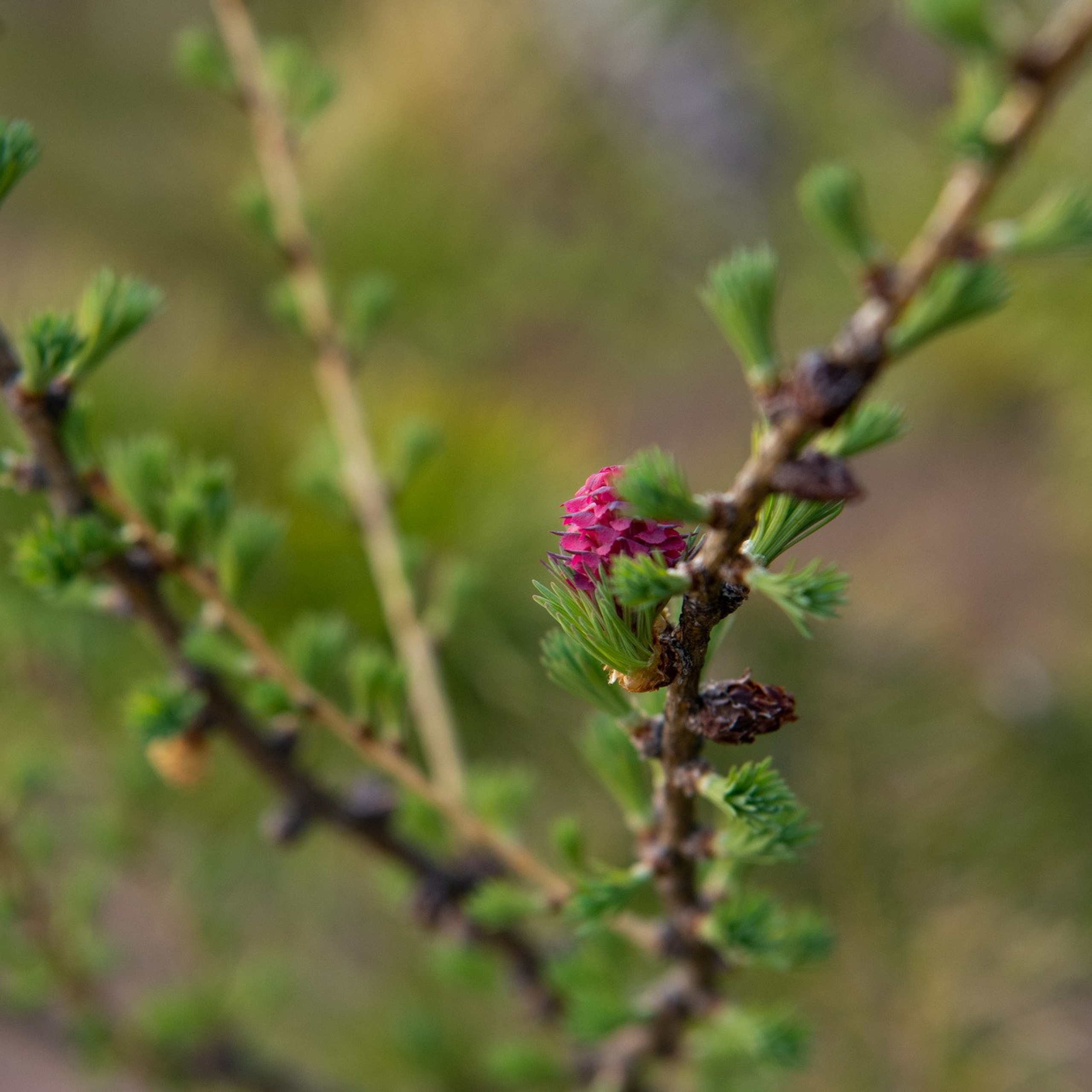 Природа. Семейный, детский и женский фотограф в Братске