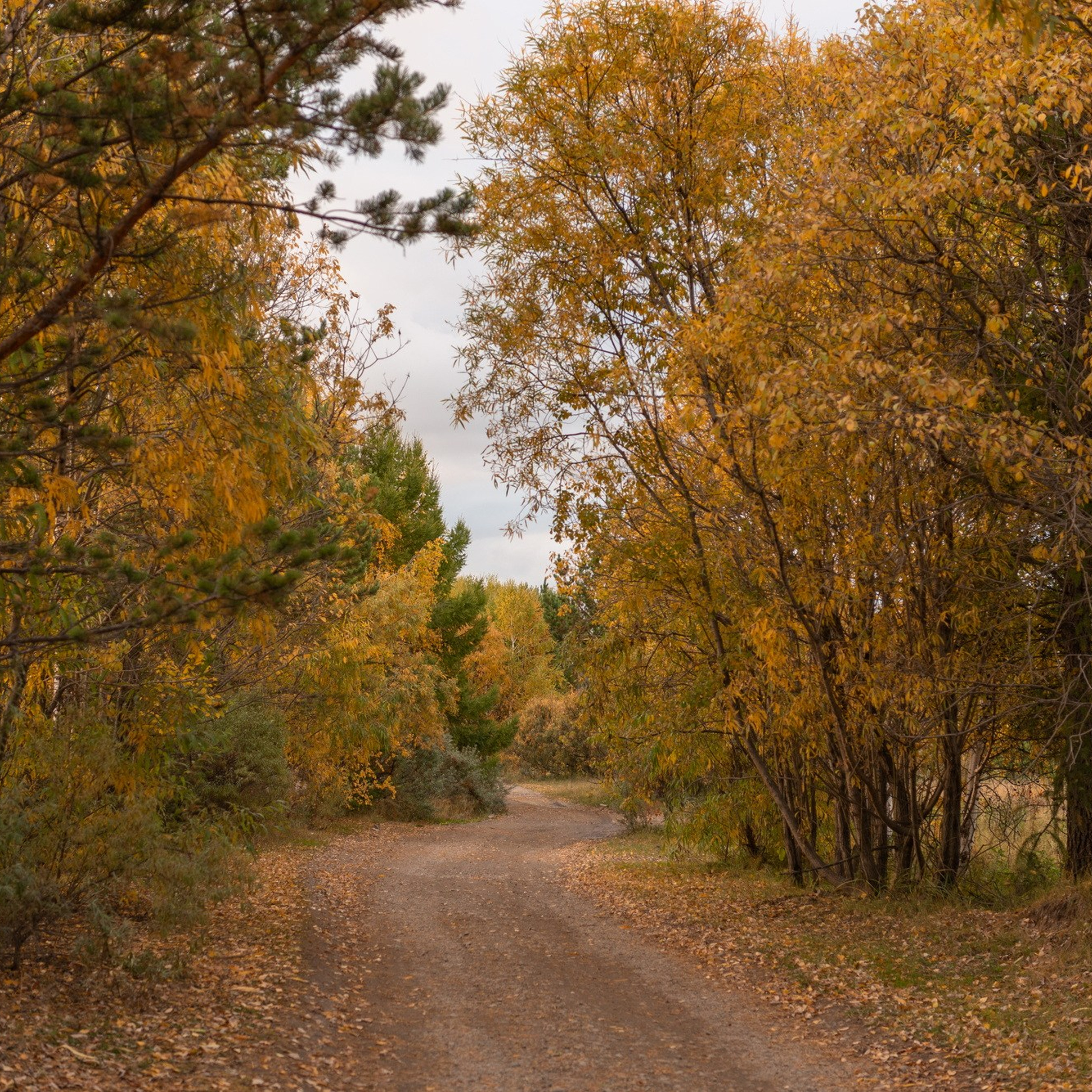 Природа. Семейный, детский и женский фотограф в Братске