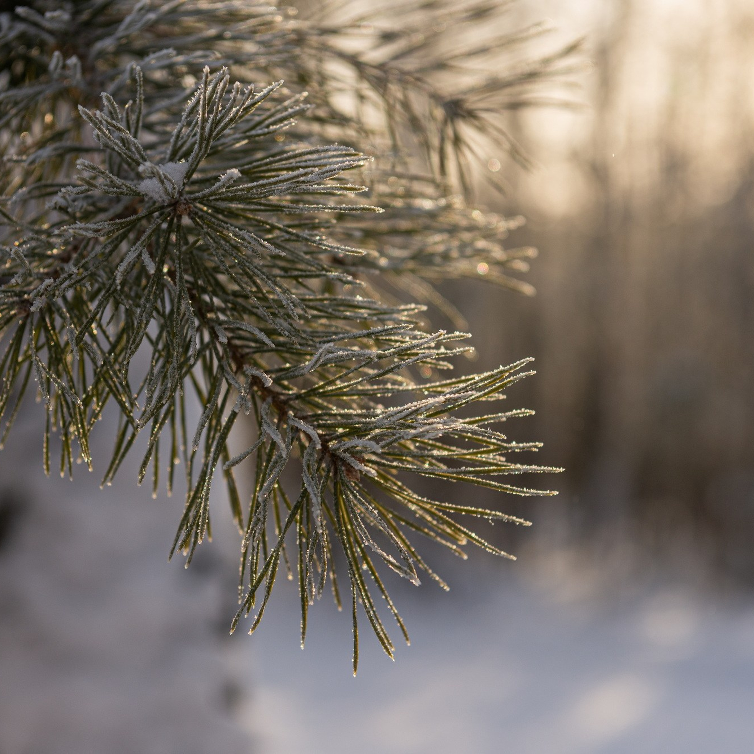 Природа. Семейный, детский и женский фотограф в Братске