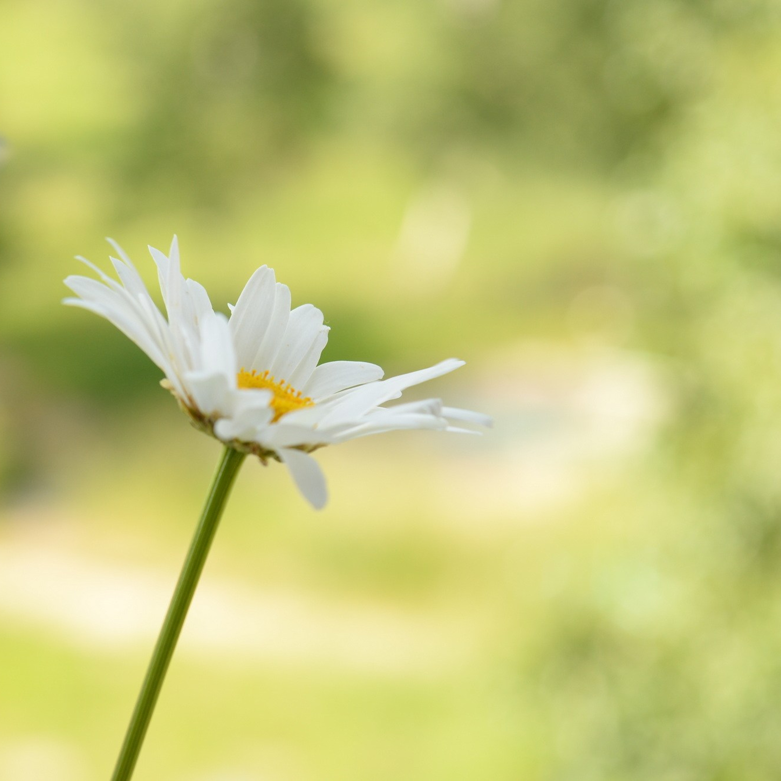 Природа. Семейный, детский и женский фотограф в Братске
