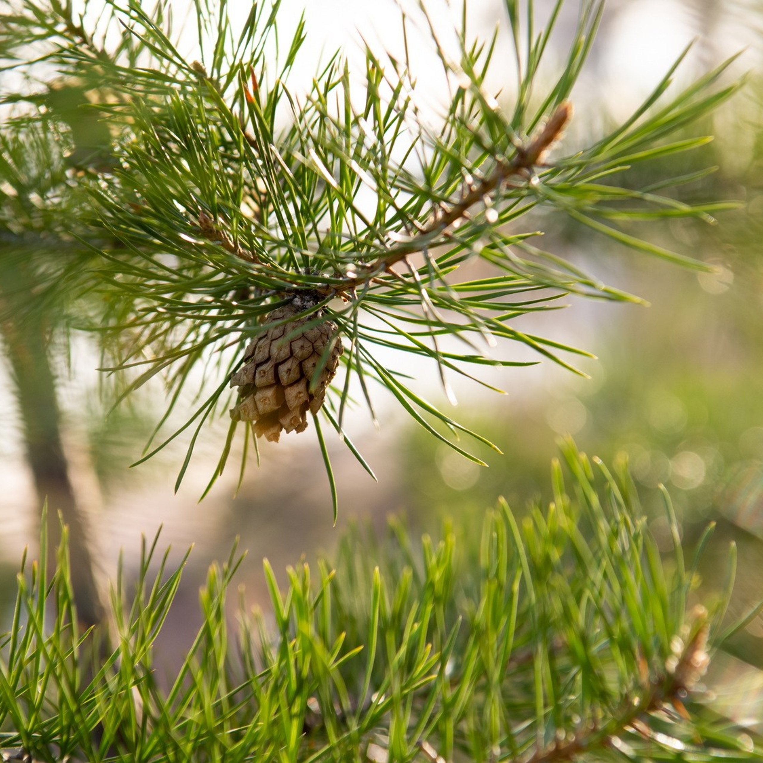 Природа. Семейный, детский и женский фотограф в Братске