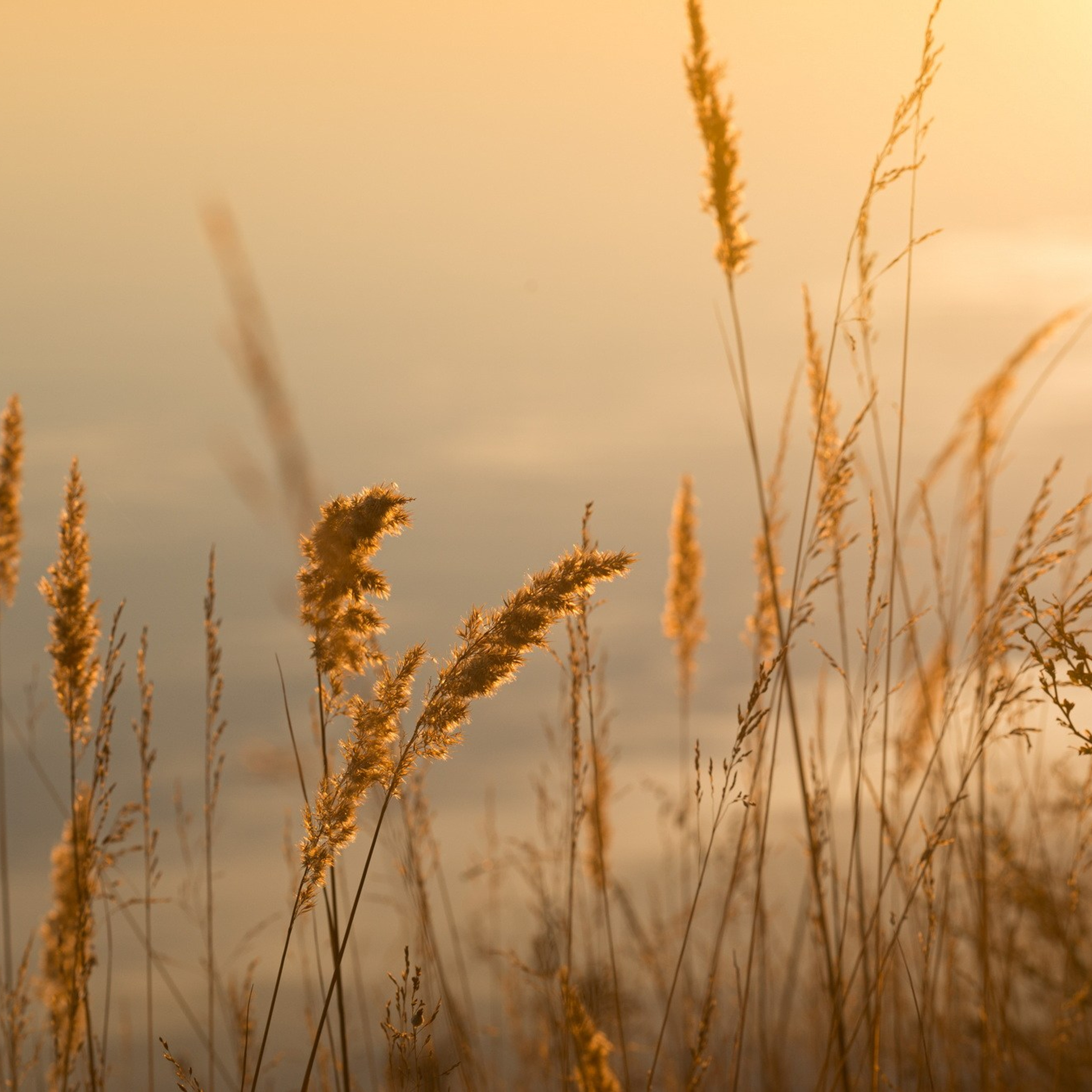 Природа. Семейный, детский и женский фотограф в Братске