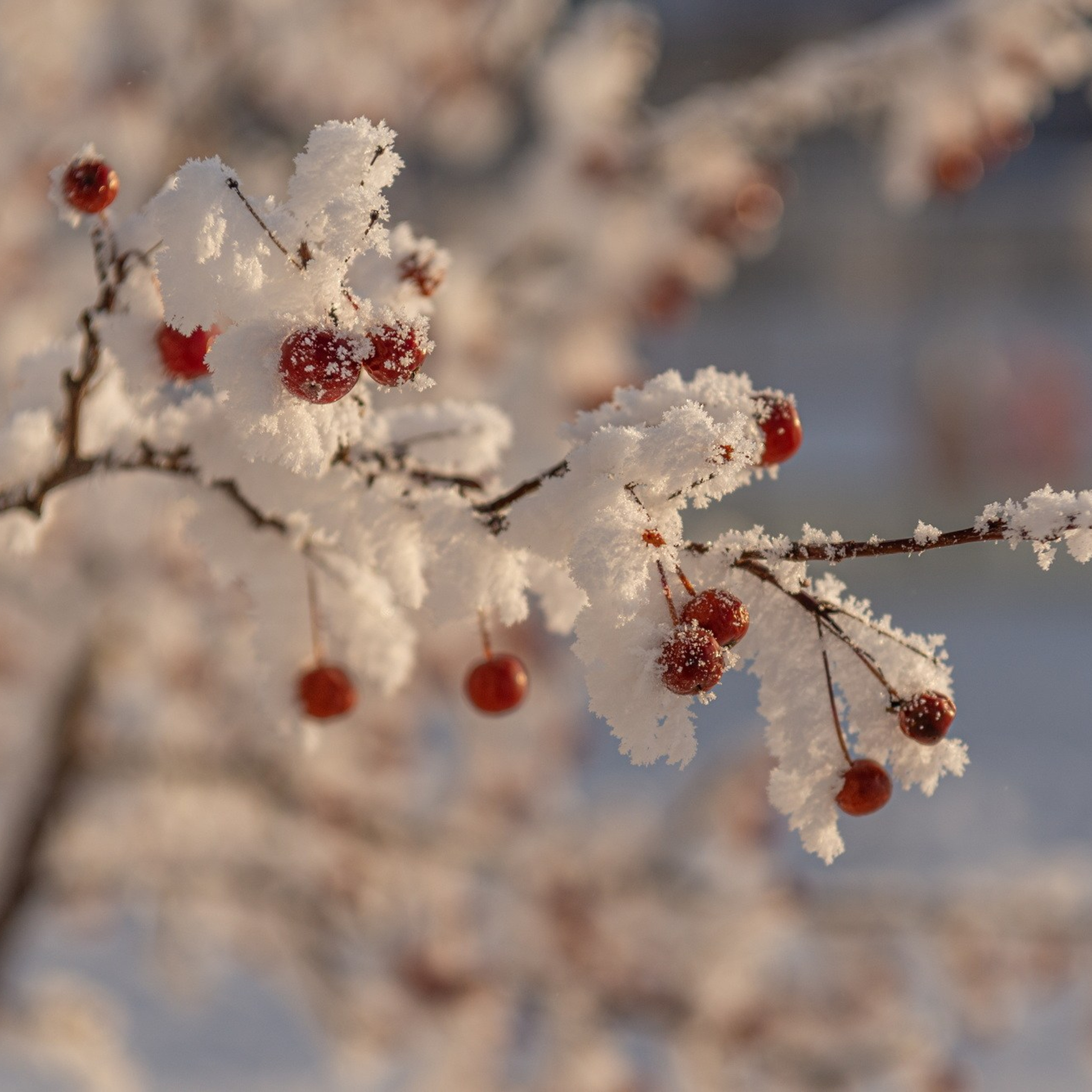 Природа. Семейный, детский и женский фотограф в Братске