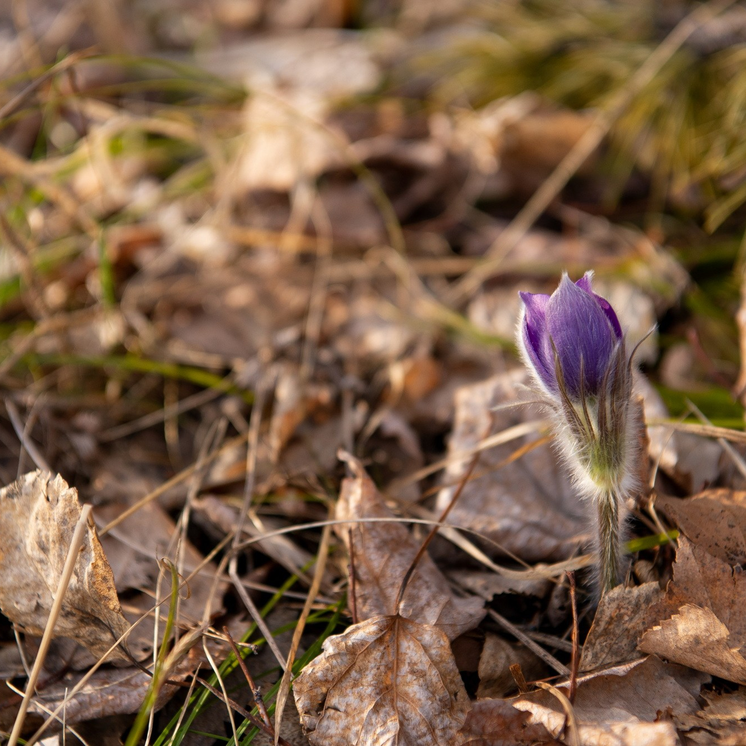 Природа. Семейный, детский и женский фотограф в Братске
