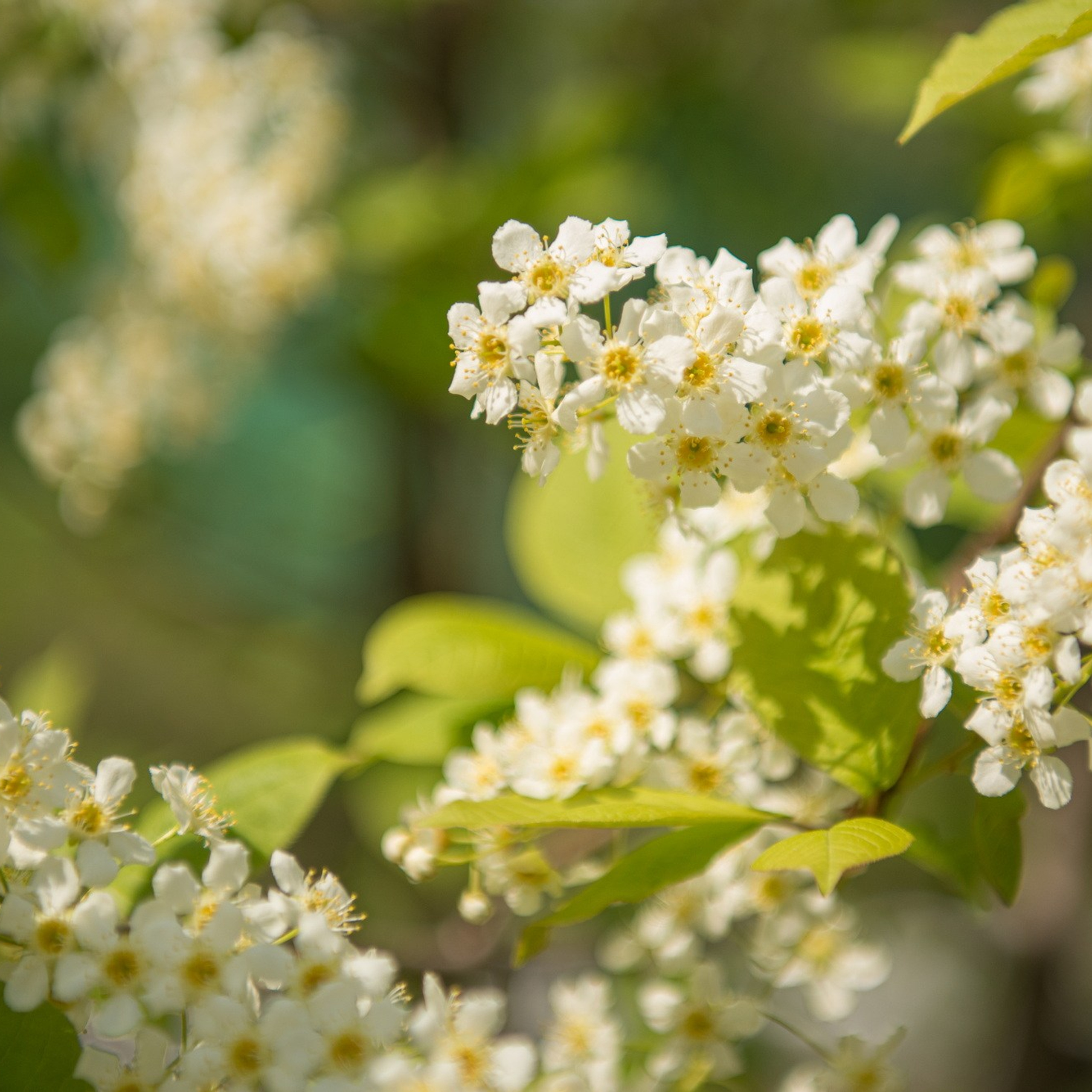Природа. Семейный, детский и женский фотограф в Братске