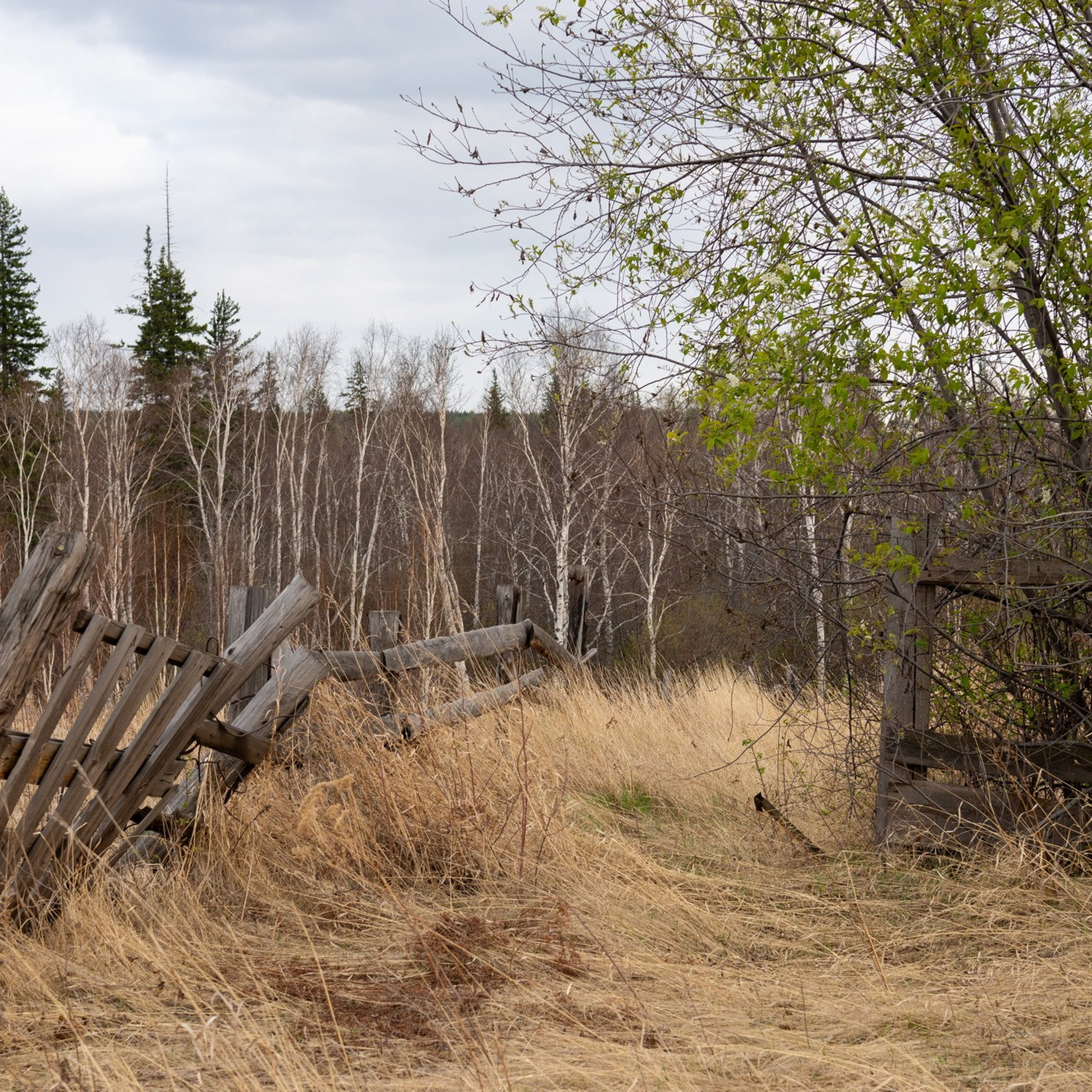 Природа. Семейный, детский и женский фотограф в Братске