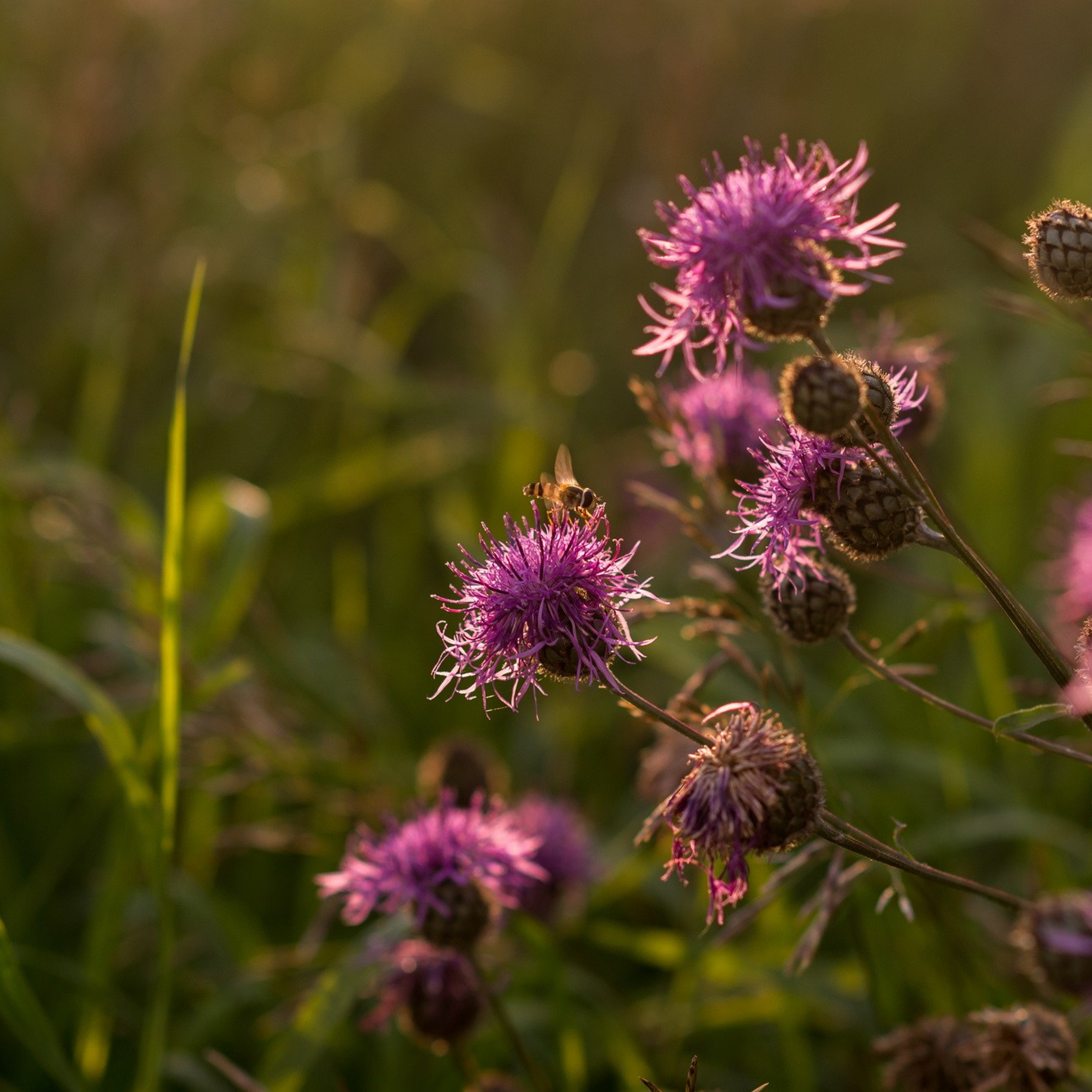 Природа. Семейный, детский и женский фотограф в Братске