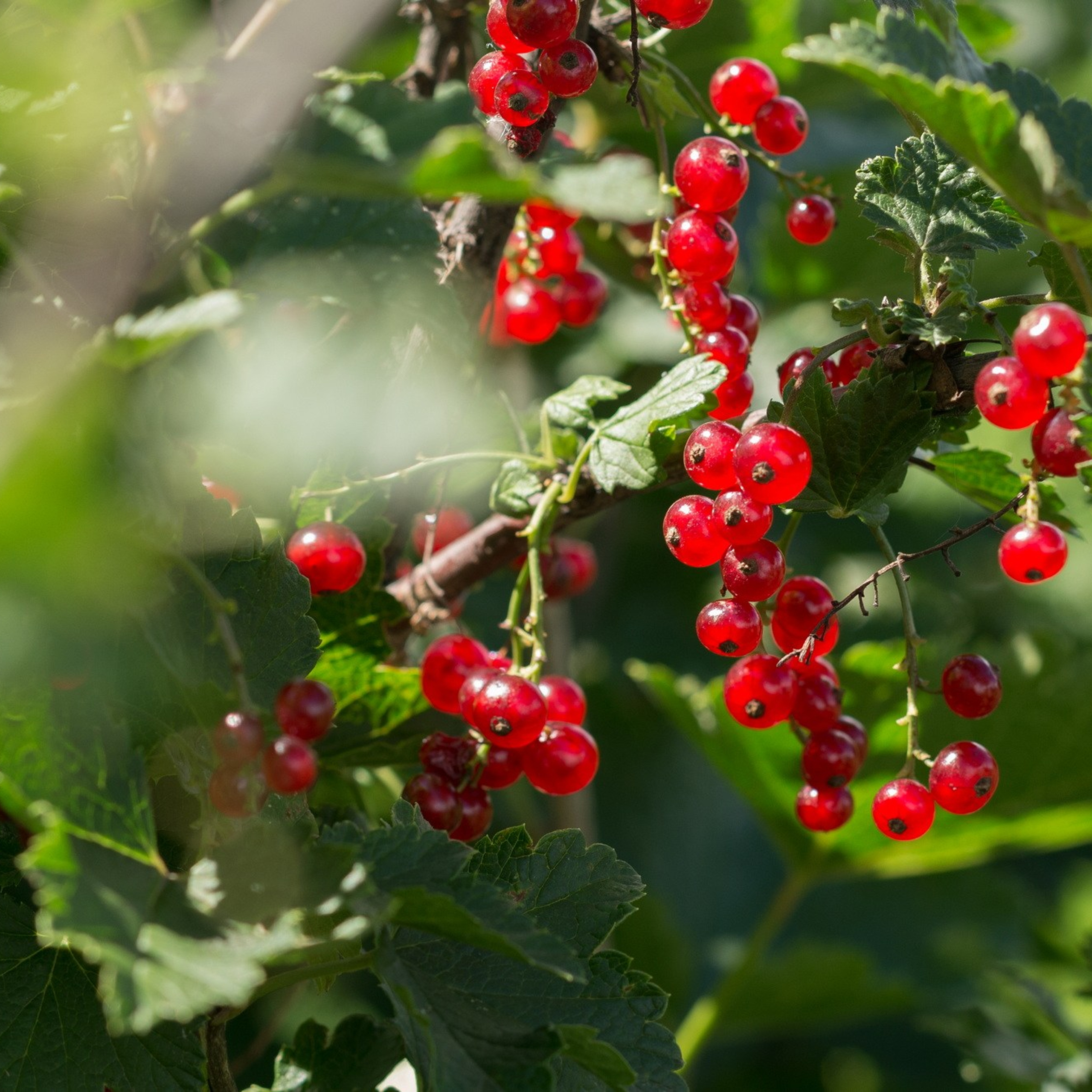 Природа. Семейный, детский и женский фотограф в Братске
