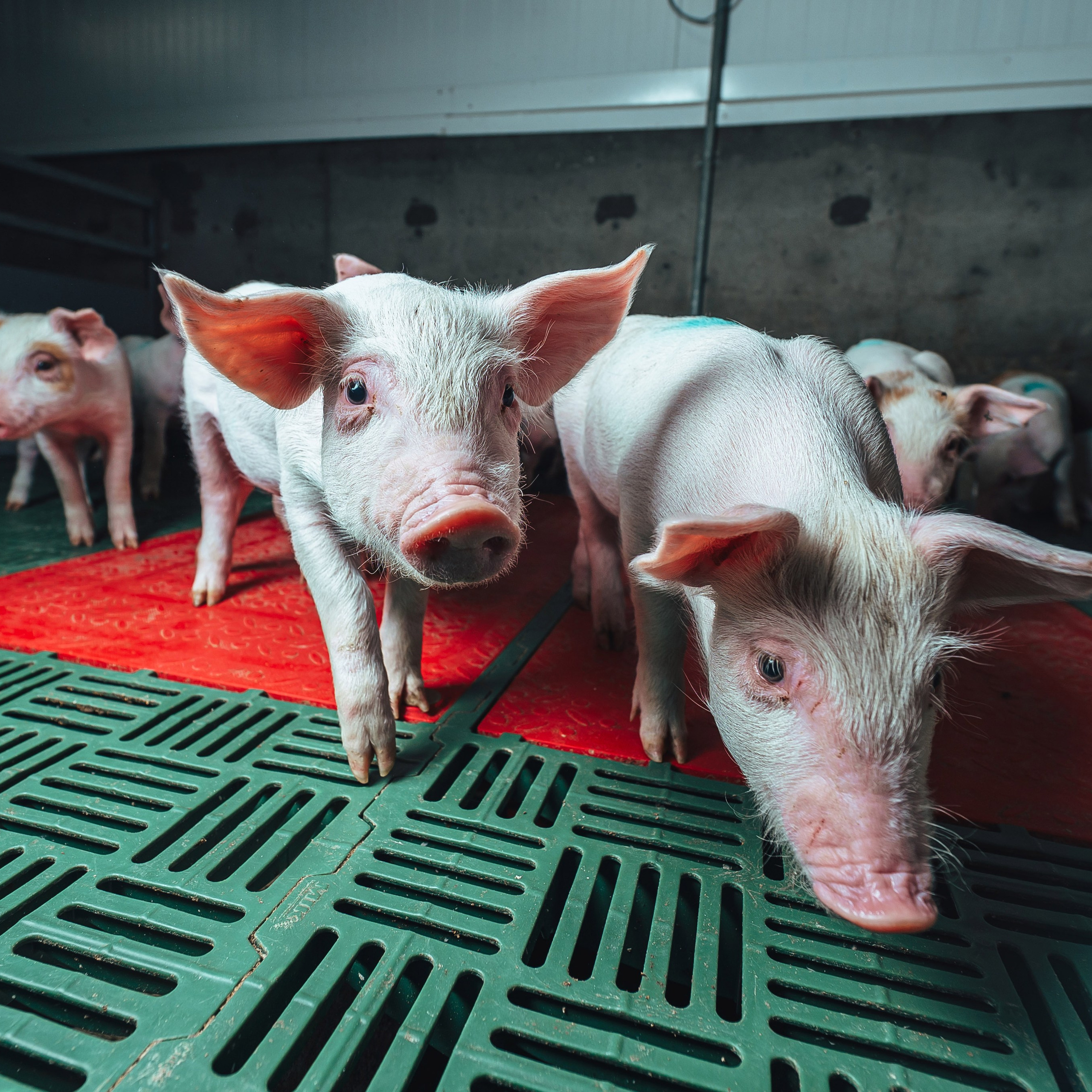 Свинокомплекс «СИБАГРО»