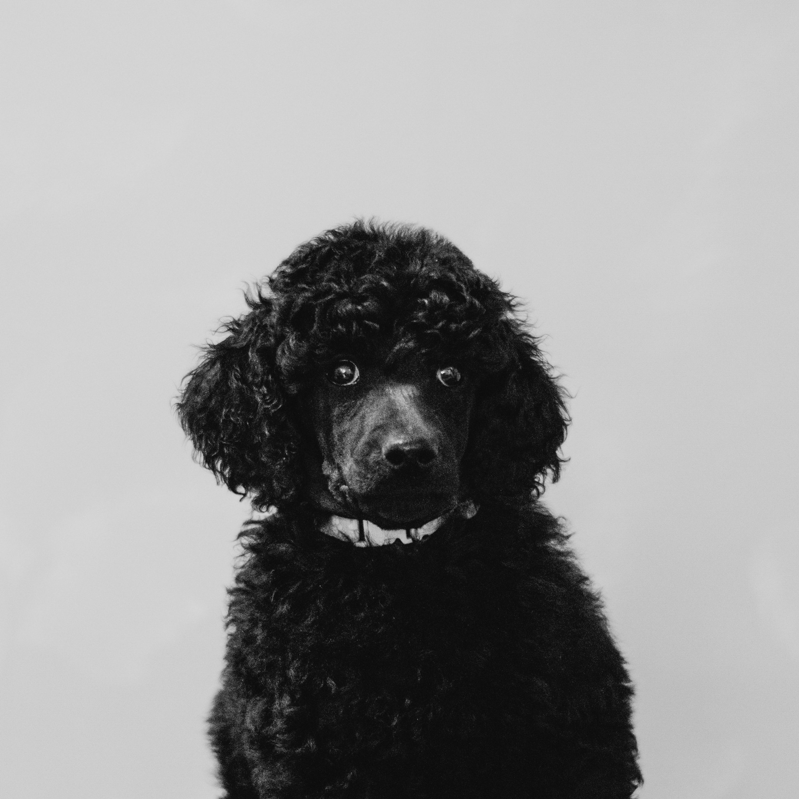 Щенки пуделя