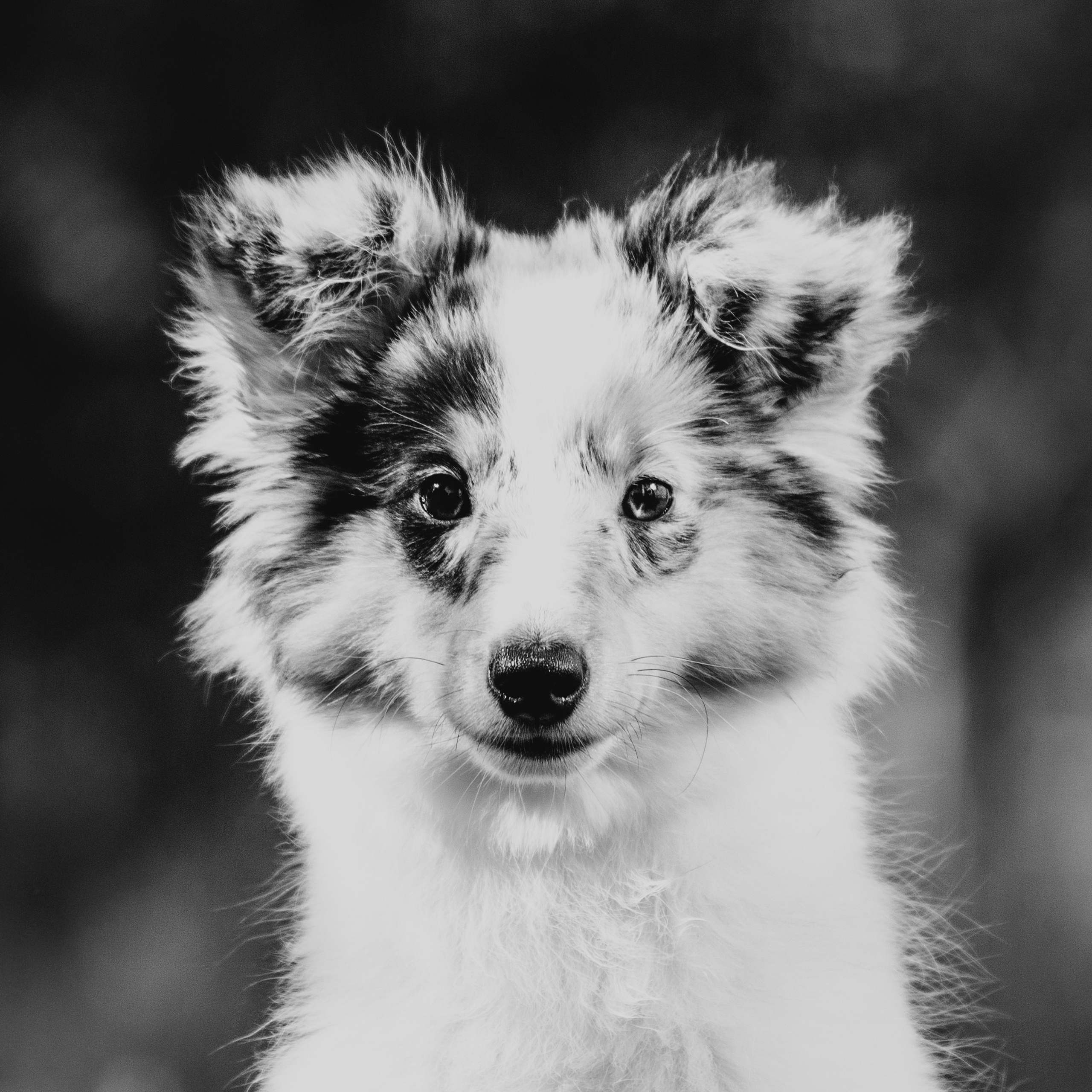 Щенки шелти