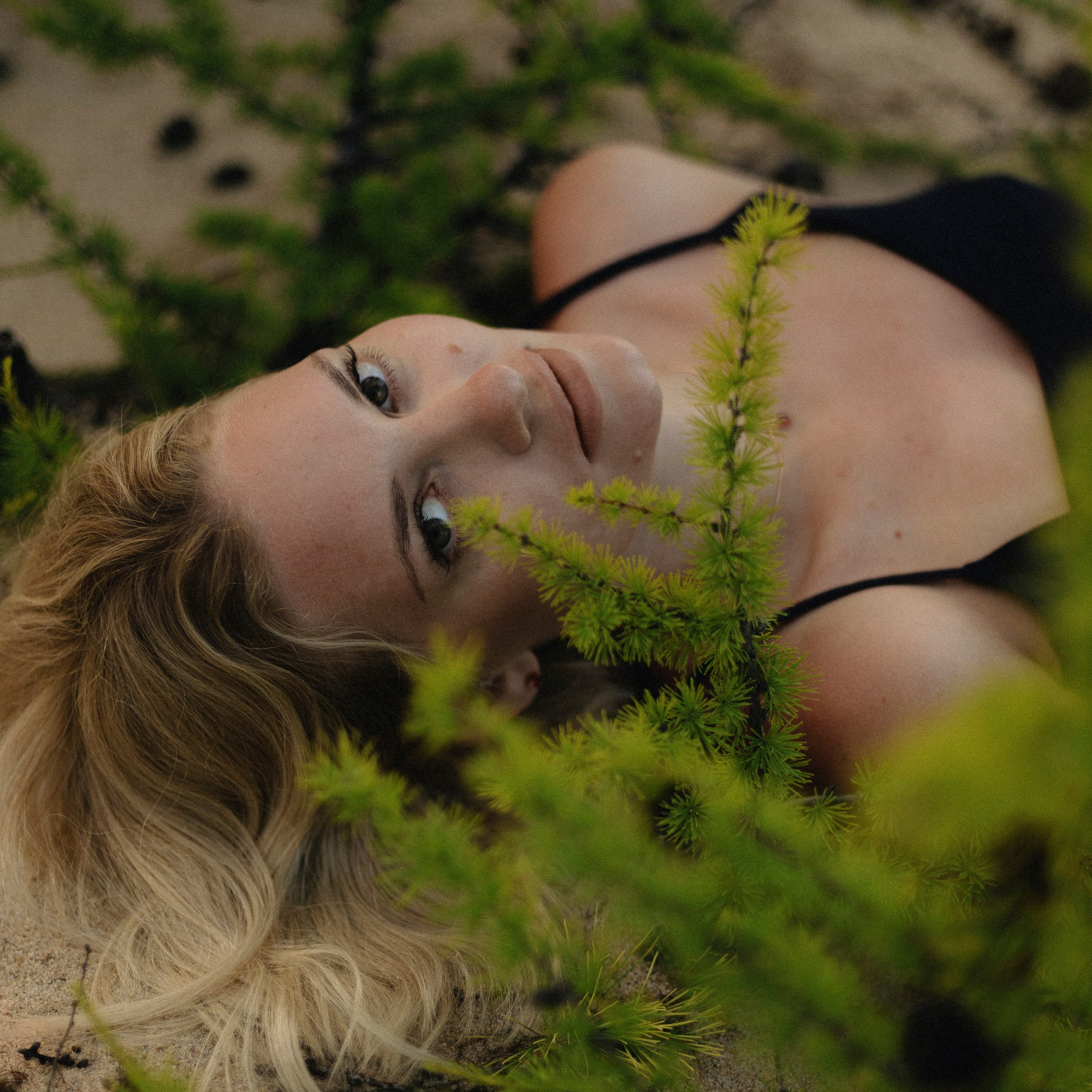 Цветок Ольхона