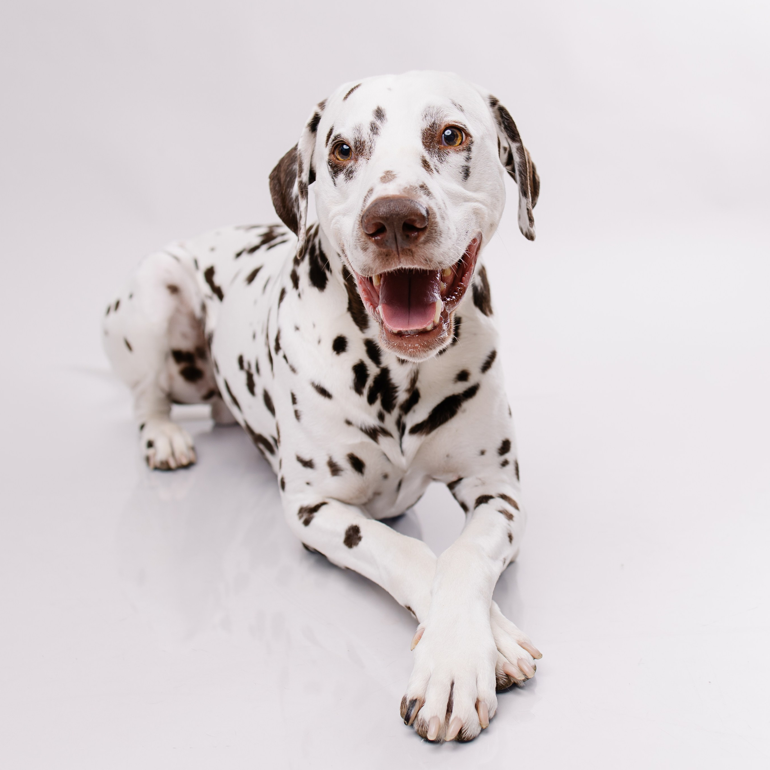 Ein Fotoshooting mit eurem Lieblingshund. Семейный фотограф в Мюнхене Даша Антипина