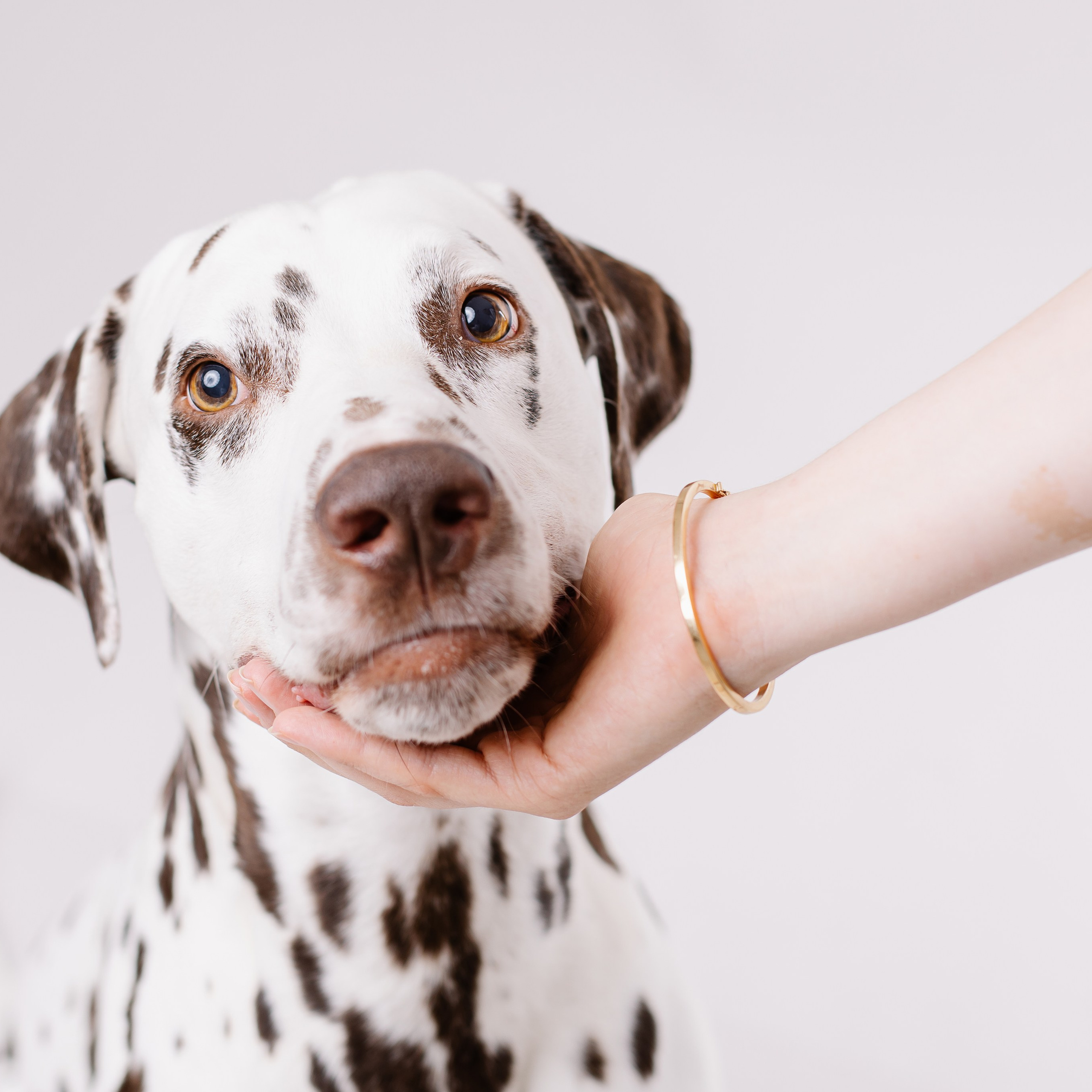 Ein Fotoshooting mit eurem Lieblingshund. Семейный фотограф в Мюнхене Даша Антипина