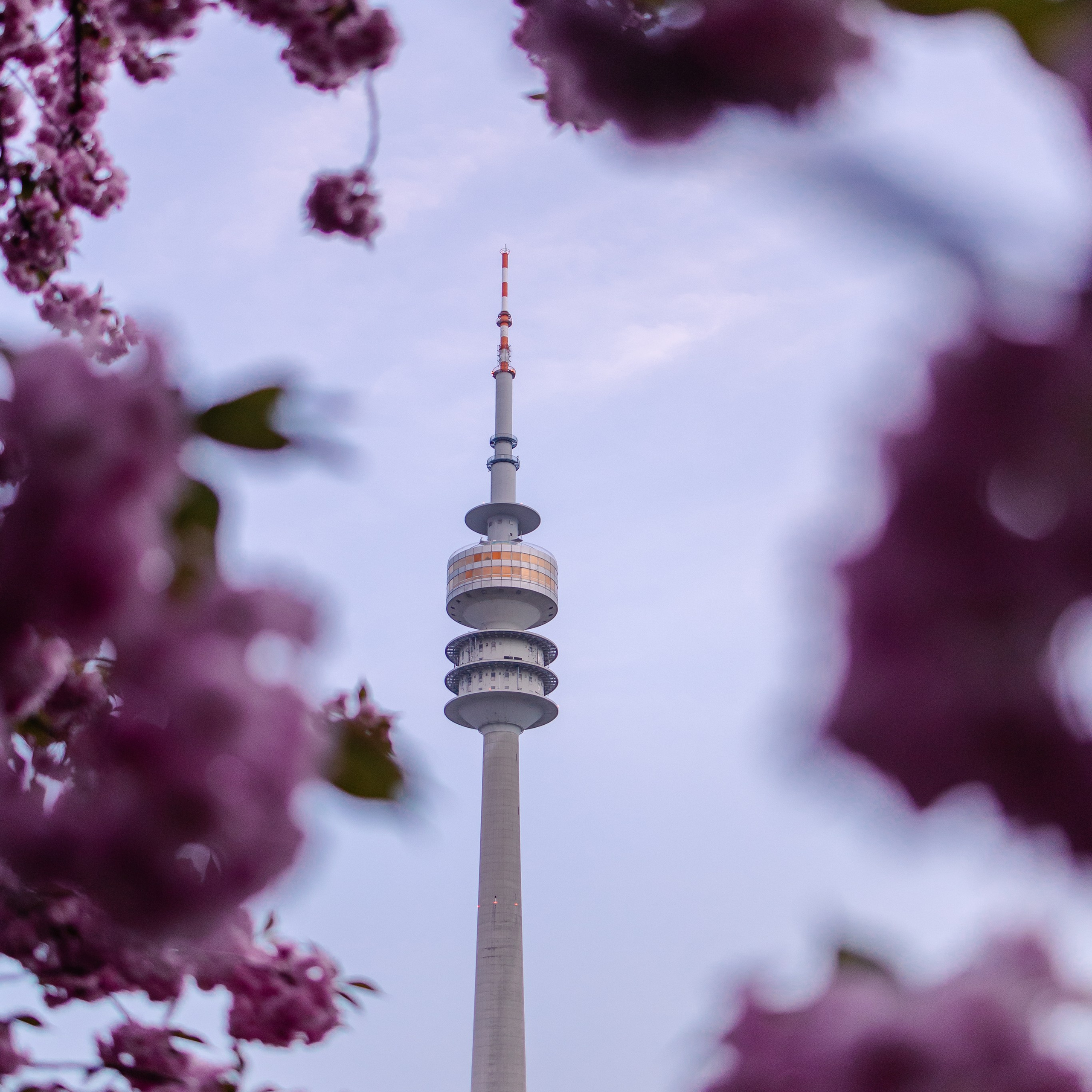 Семейная фотосессия в Мюнхене. Фотосессия в сакуре. Семейный фотограф в Мюнхене Даша Антипина