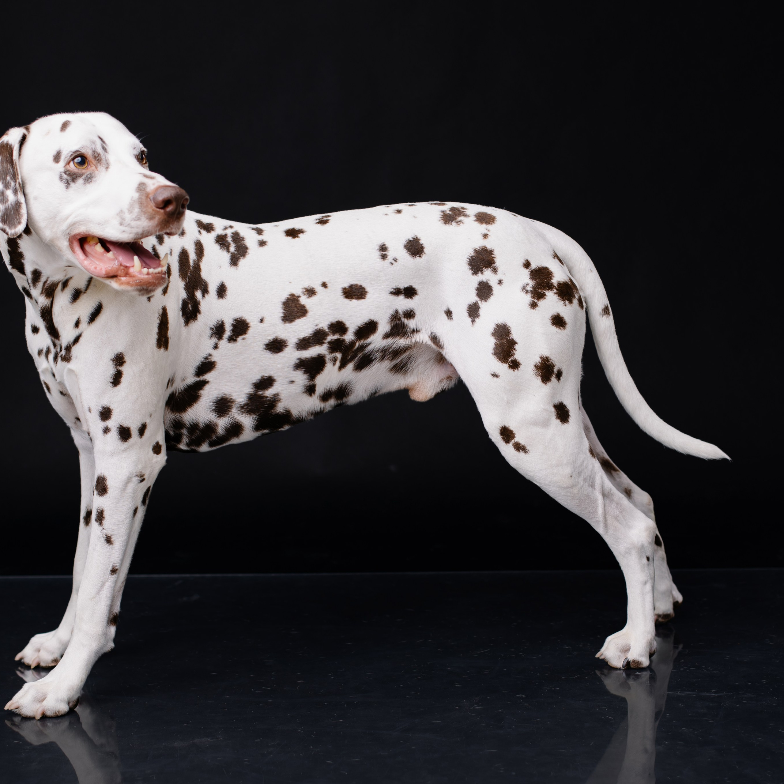 Ein Fotoshooting mit eurem Lieblingshund. Семейный фотограф в Мюнхене Даша Антипина